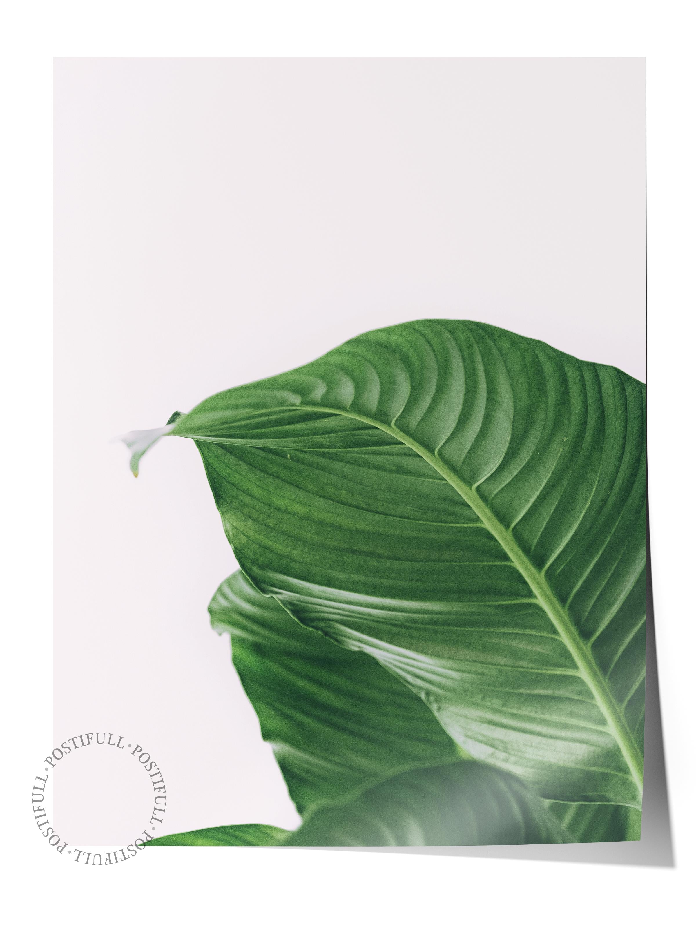 Çerçevesiz Poster, Botanik & Yaprak Tablo No:5, HD Fotoğraf, Salon, Mutfak Duvar Dekoru Poster