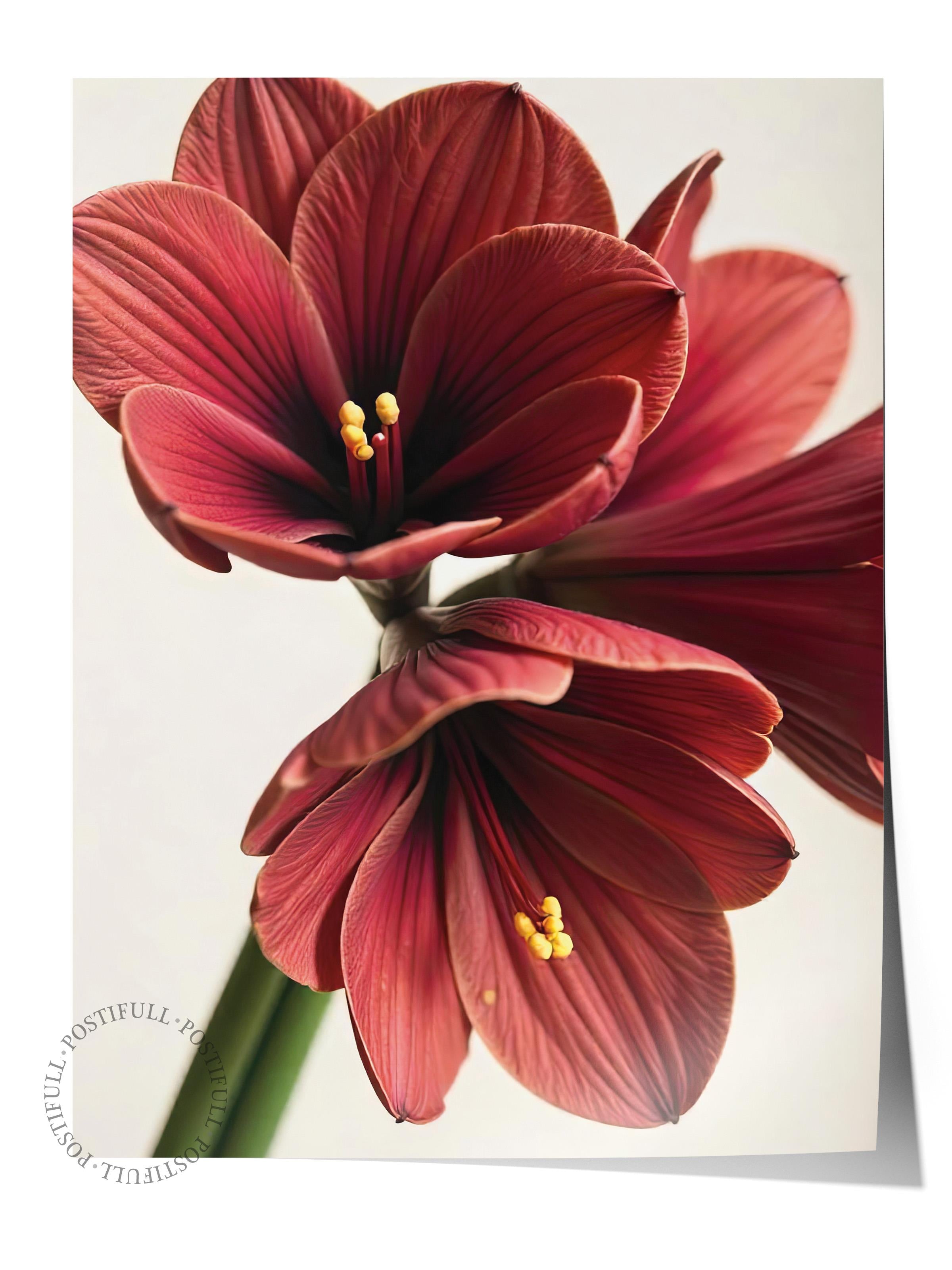 Çerçevesiz Yılbaşı Posteri, Yılbaşı Dekoru, Comfort Serisi, Amaryllis in Red Poster, NO:108644
