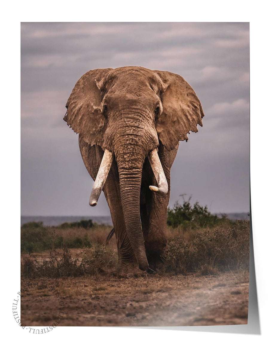 Afrika Fili Portresi Hayvanlar & Safari Çerçevesiz Poster