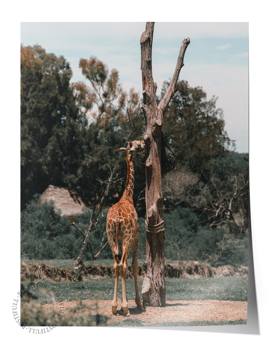 Kuru Ağaçta Zürafa Hayvanlar & Safari Çerçevesiz Poster