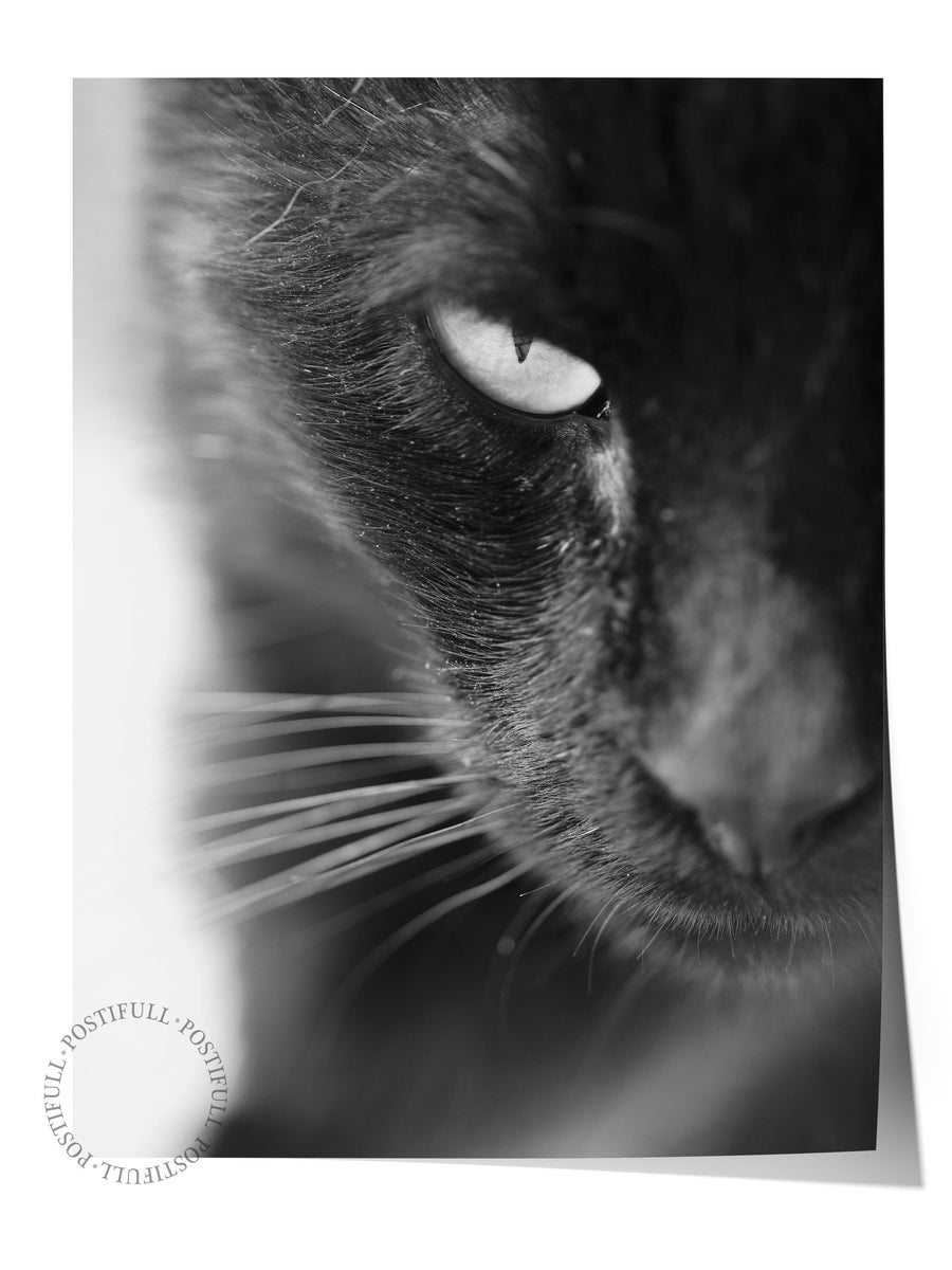 Kedi Bakışı Yakın Çekim Hayvanlar & Safari Çerçevesiz Poster