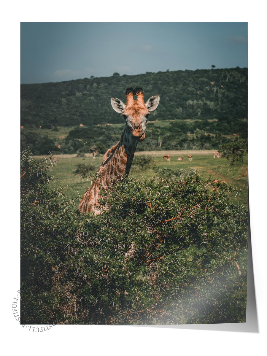 Çalılıklar Arasında Zürafa Hayvanlar & Safari Çerçevesiz Poster