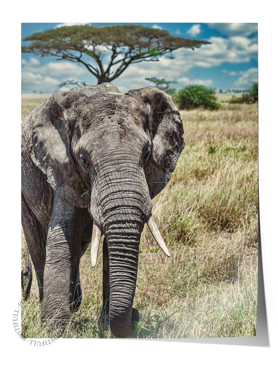 Afrika Savanında Fil Hayvanlar & Safari Çerçevesiz Poster