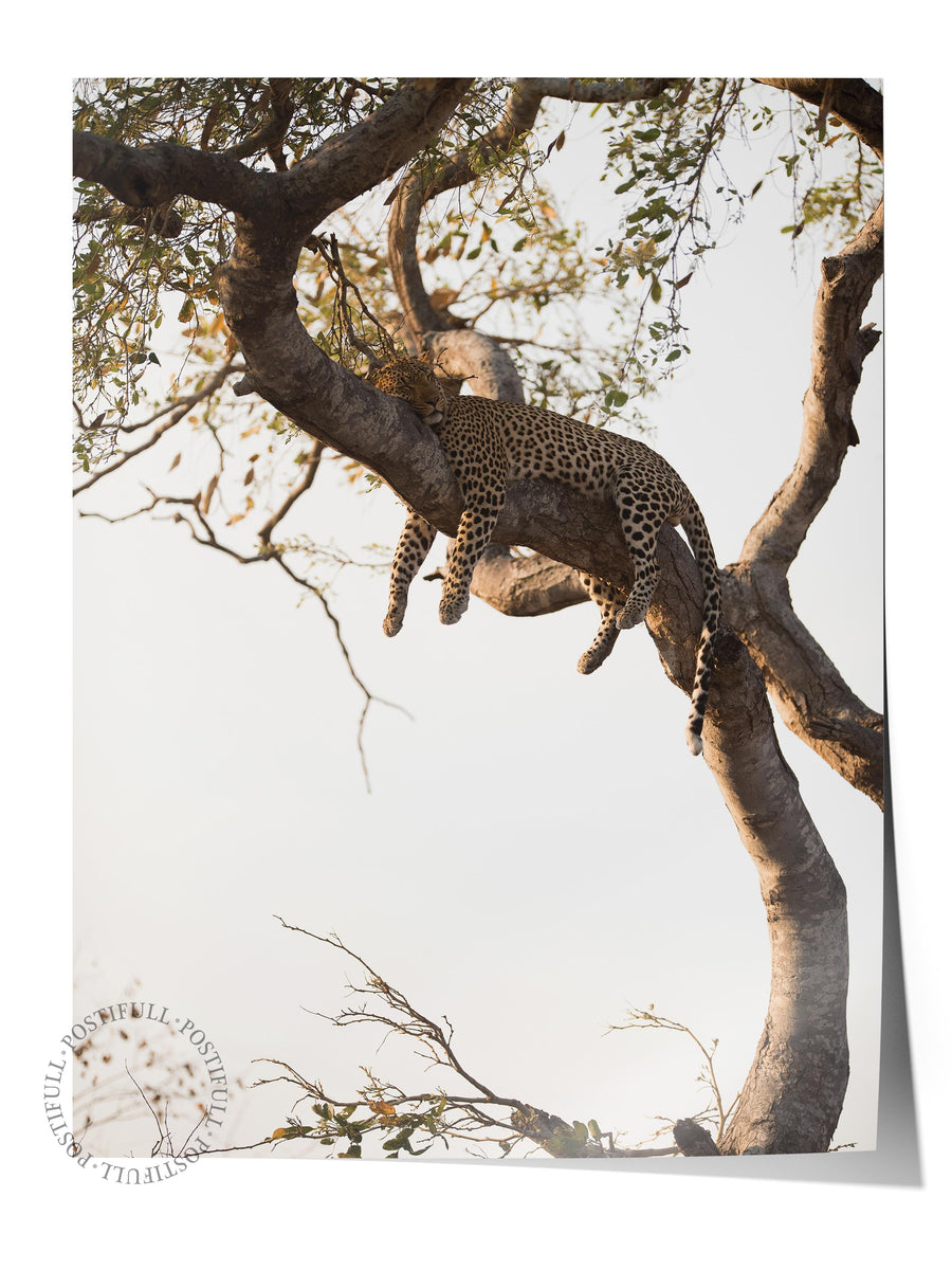 Ağaçta Uyuyan Leopar Hayvanlar & Safari Çerçevesiz Poster