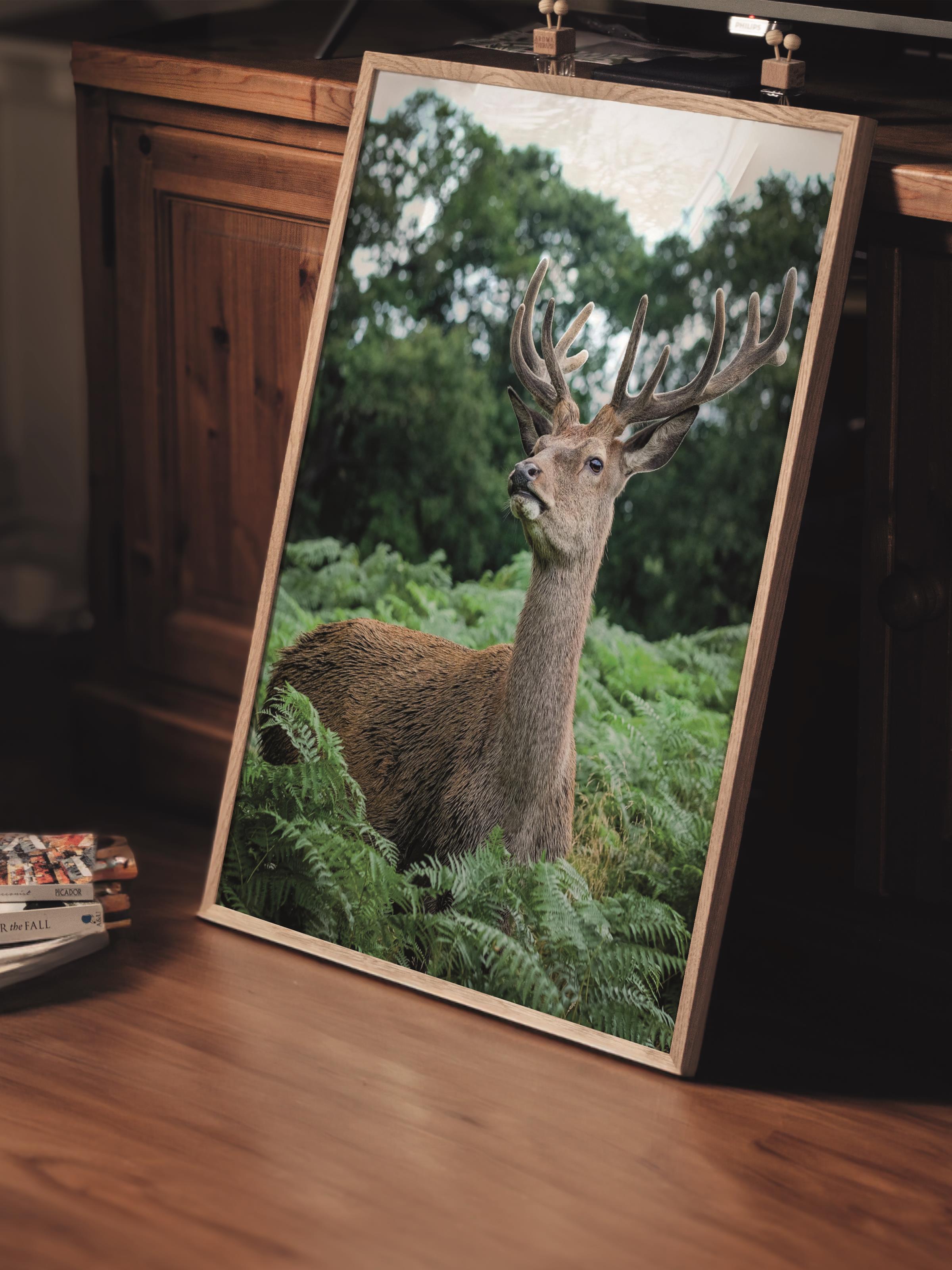 Çerçevesiz Poster, Hayvanlar & Safari Tablo No:47, HD Fotoğraf, Salon, Mutfak Duvar Dekoru Poster