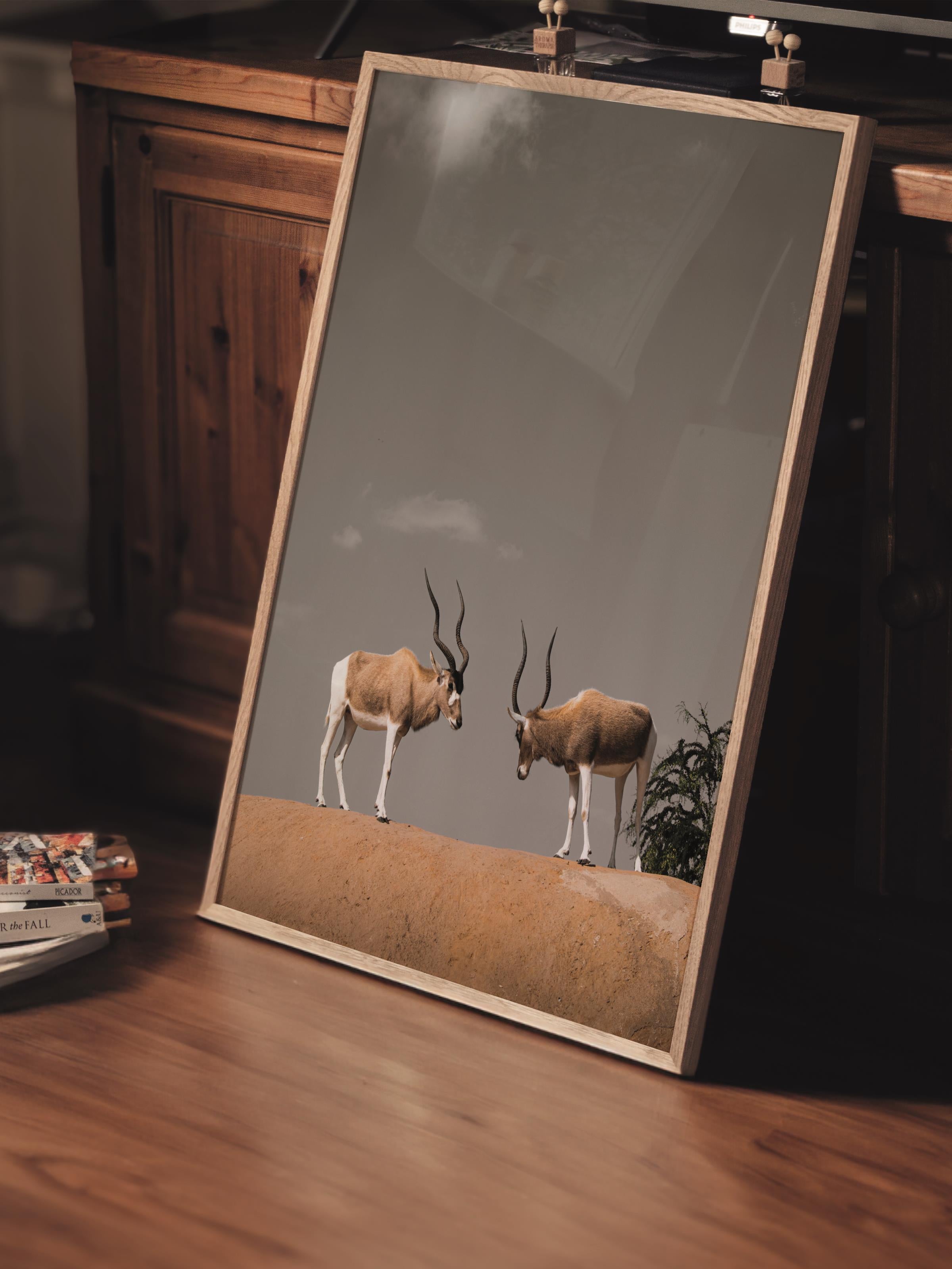 Çerçevesiz Poster, Hayvanlar & Safari Tablo No:49, HD Fotoğraf, Salon, Mutfak Duvar Dekoru Poster
