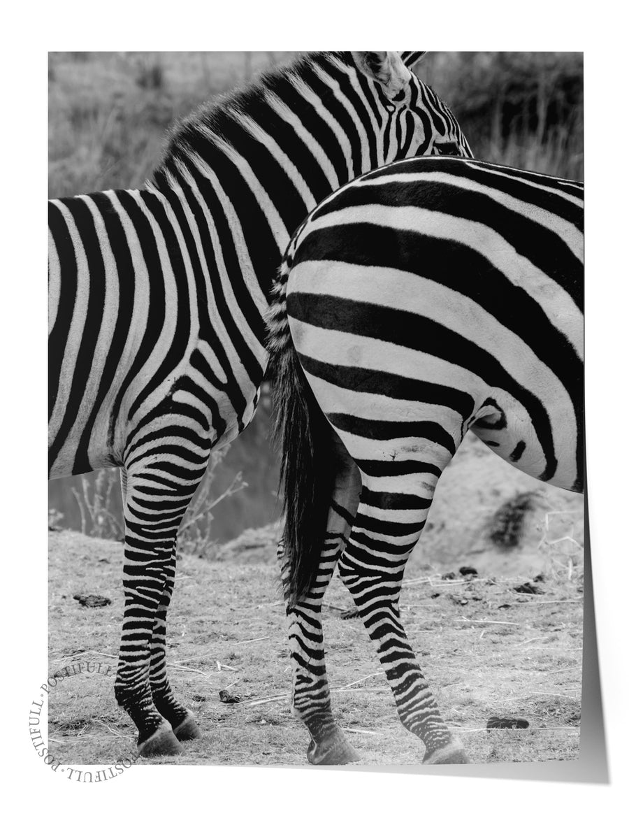 Zebra Çiftinin Yakın Planı Hayvanlar & Safari Çerçevesiz Poster