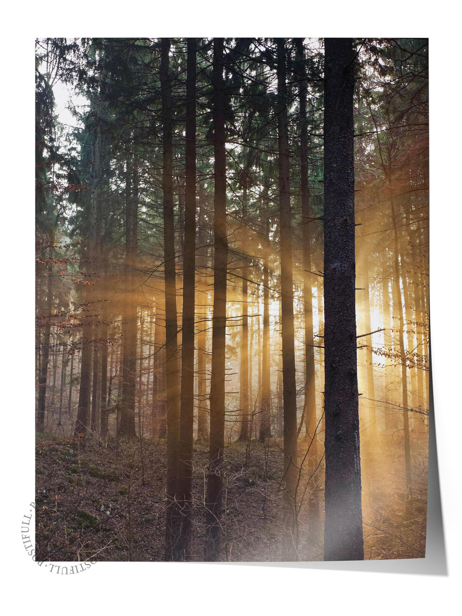 Orman Işıkları Doğa Fotoğraf Çerçevesiz Poster