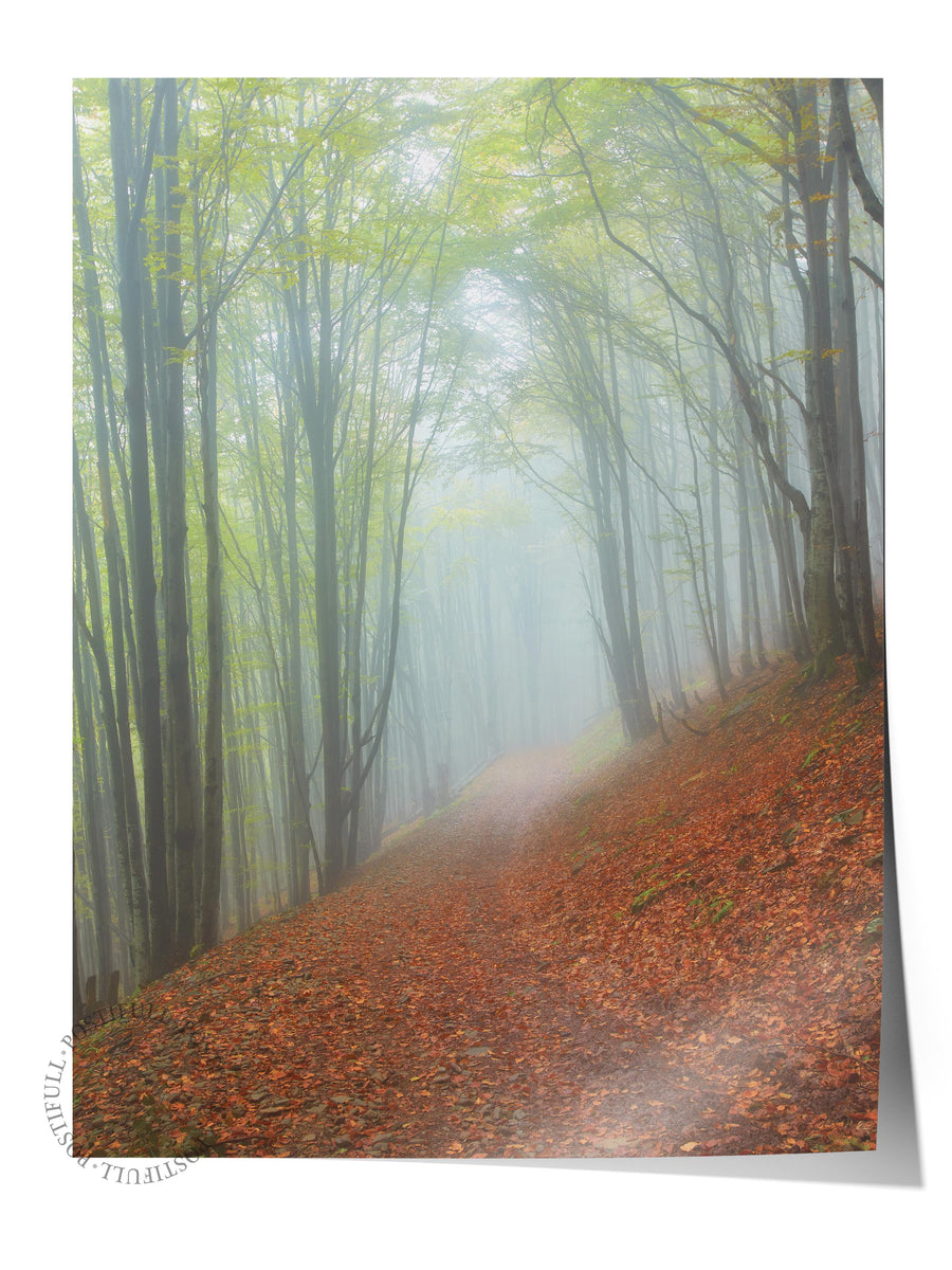Sisli Orman Yolu Doğa Fotoğraf Çerçevesiz Poster