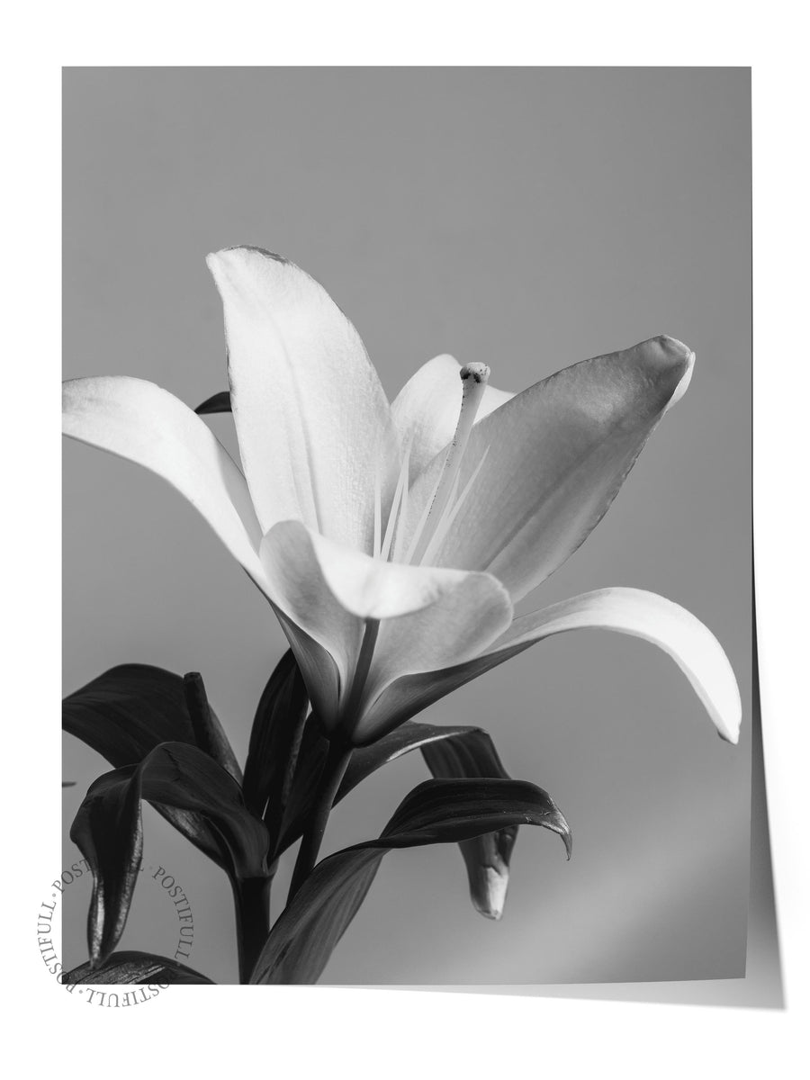 Çerçevesiz Poster, Siyah & Beyaz Fotoğraf No:2, HD Fotoğraf, Salon, Mutfak Duvar Dekoru Poster