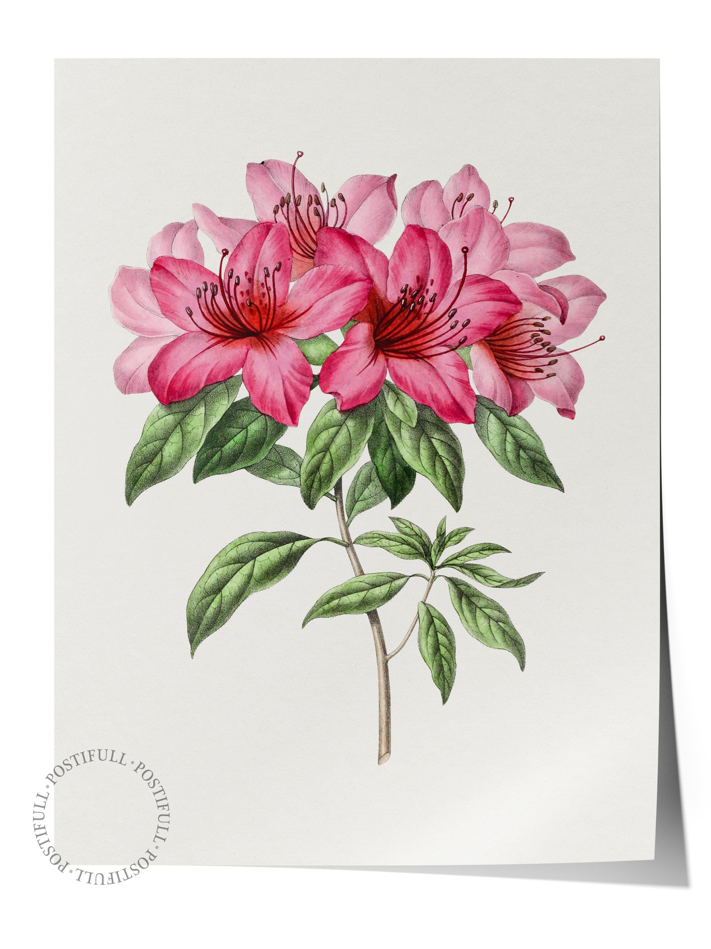 Çerçevesiz Poster Tablo, Duvar Posteri, Kağıt Poster, Pembe Pivoine , Maximalist No:259