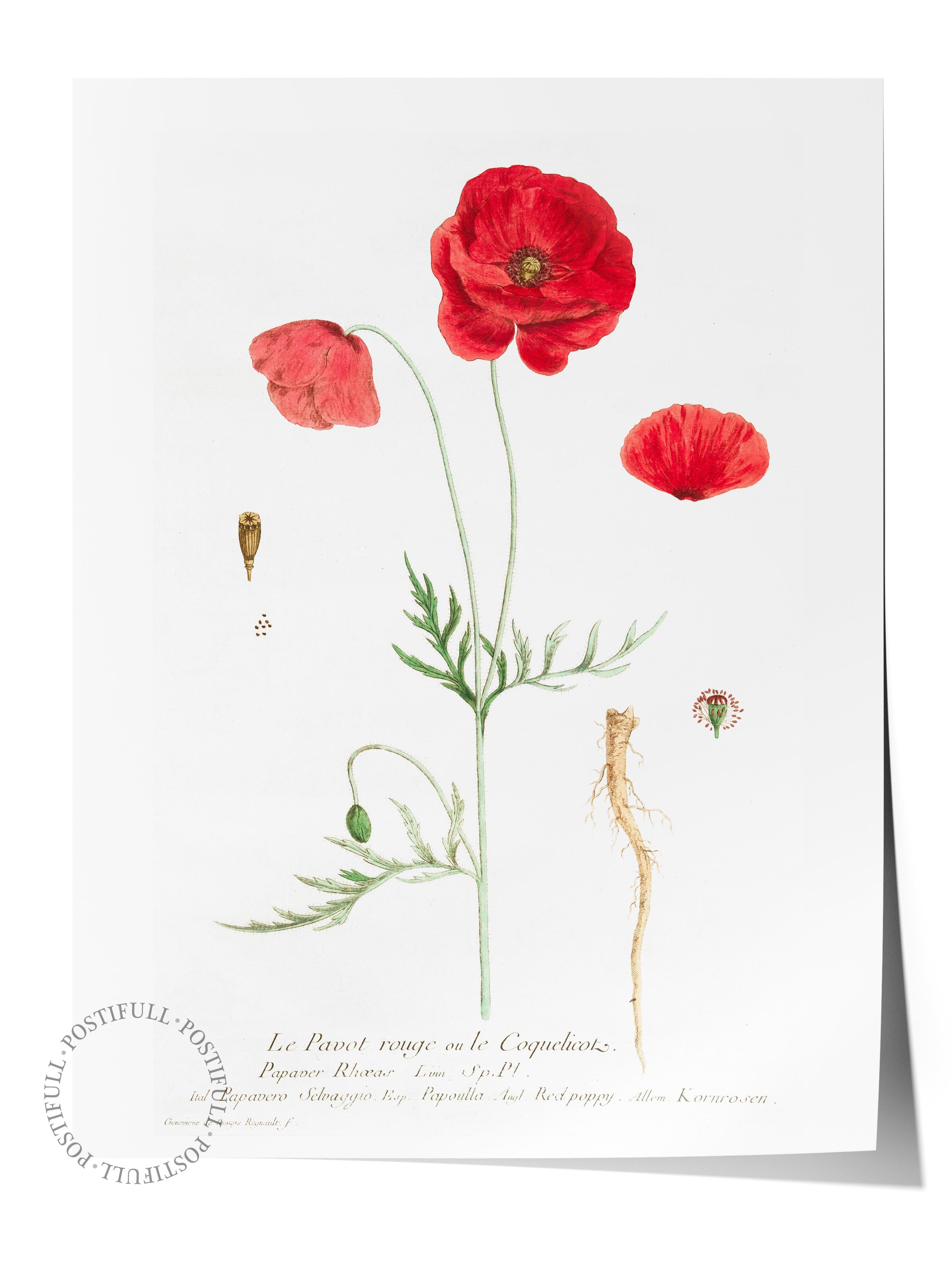 Çerçevesiz Poster Tablo, Duvar Posteri, Kağıt Poster, Gelincik Tarlası , Maximalist No:211