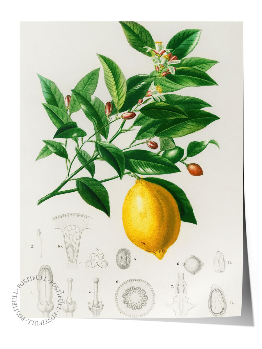 Botanik Limon İllüstrasyonu Maximalist Çerçevesiz Poster