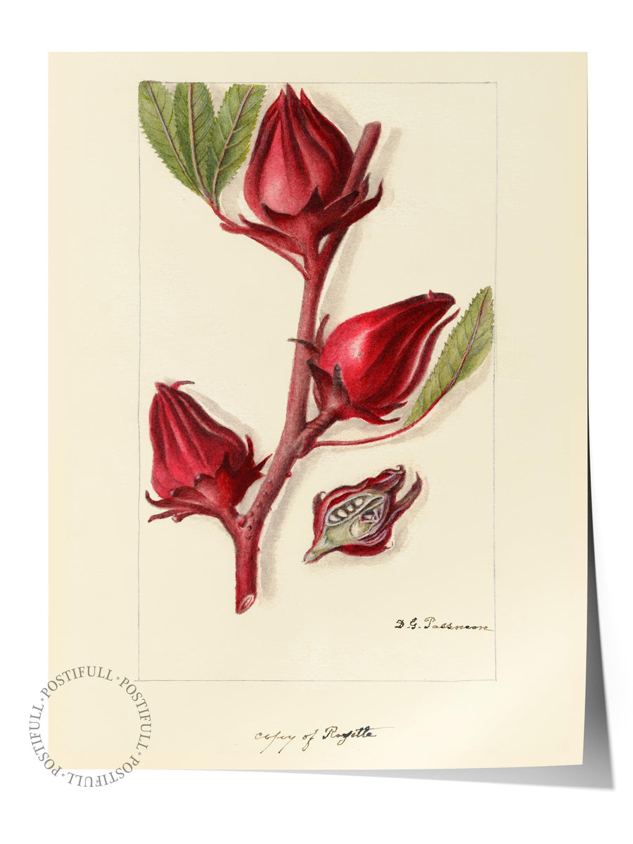 Botanik Çiçek İllüstrasyonu Maximalist Çerçevesiz Poster