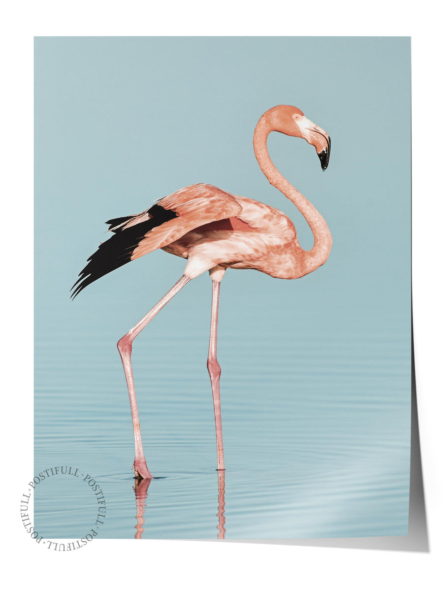 Flamingo Fotoğraf Çerçevesiz Poster