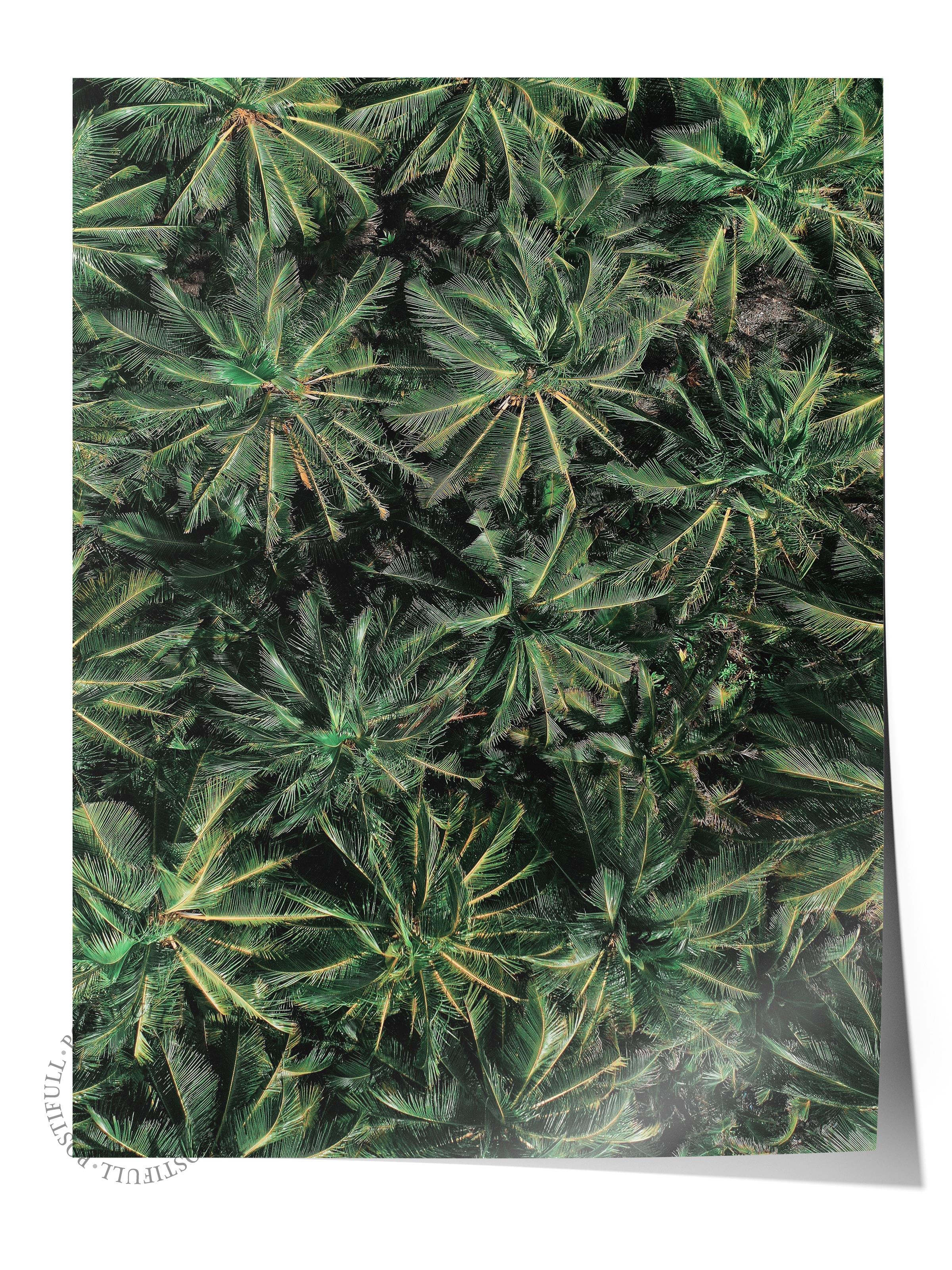 Çerçevesiz Poster, Yaz Temalı Tablo NO:67, Palmiye Ormanı Fotoğrafı, Yeşil Poster, Dikey