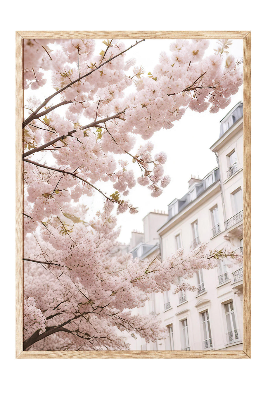 Paris Sokağında Sakura Çiçekleri Comfort Serisi Poster – Ahşap Çerçeveli Tablo