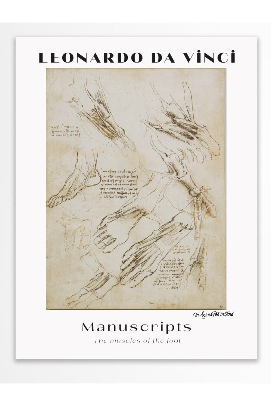 Manuscripts - The muscles of the foot - Modern Sanat Çerçevesiz Poster