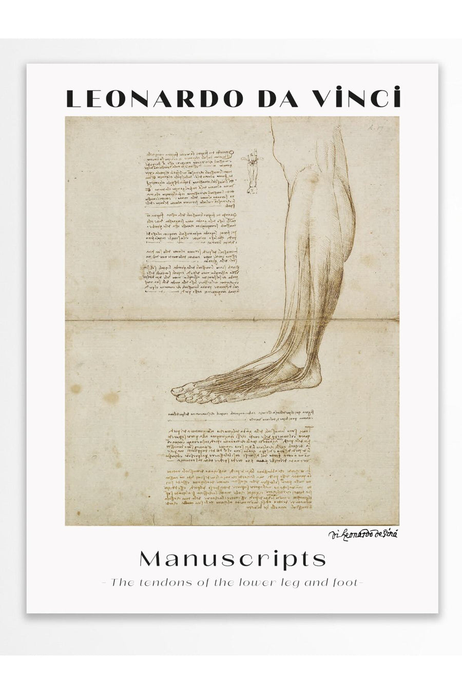 LEONARDO DA VINCI
Manuscripts
- The tendons of the lower leg and foot - Modern Sanat Çerçevesiz Poster