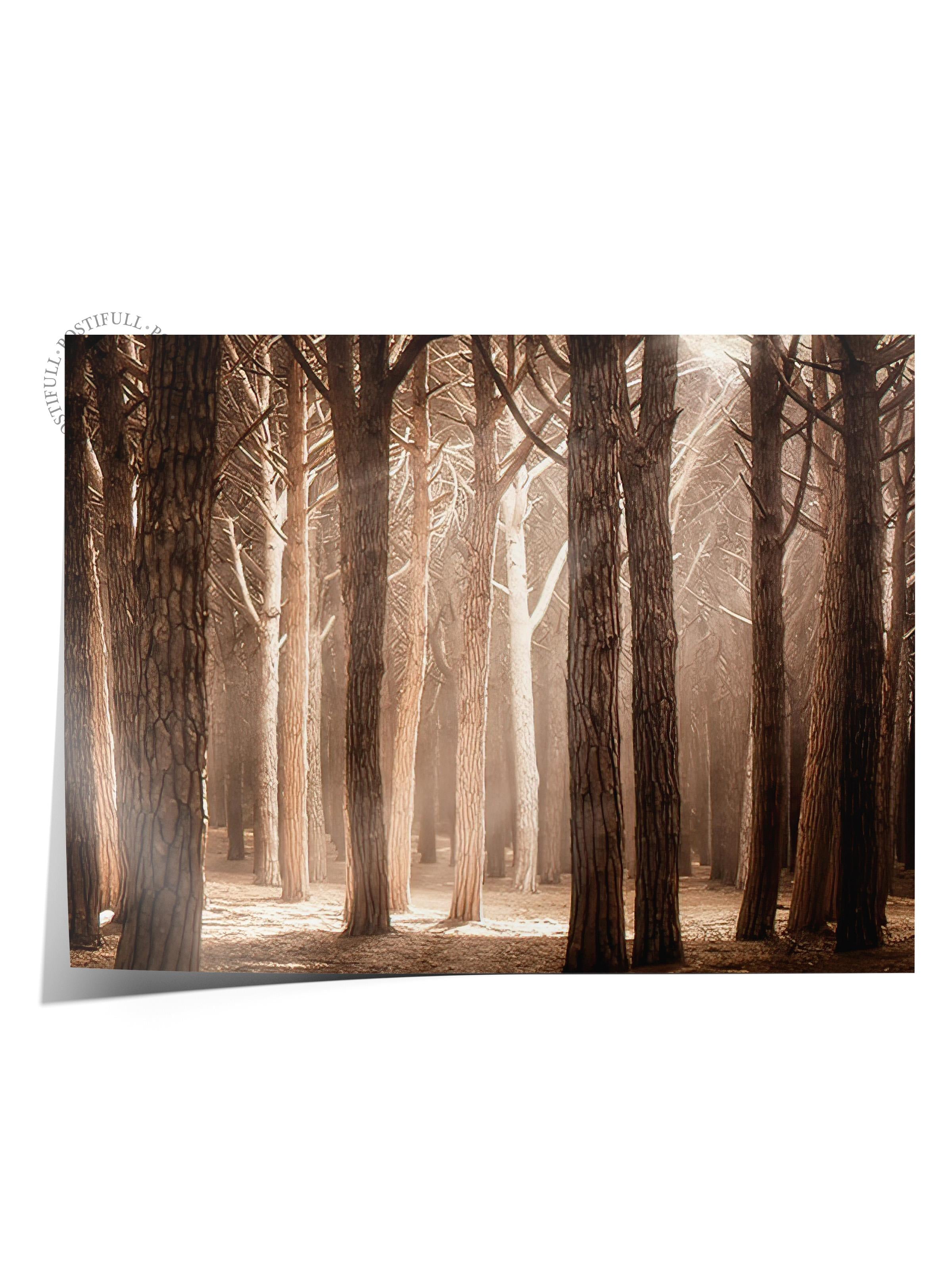 Magical Forest Sunlight Poster, Yatay Duvar Tablosu Comfort Serisi NO:108355