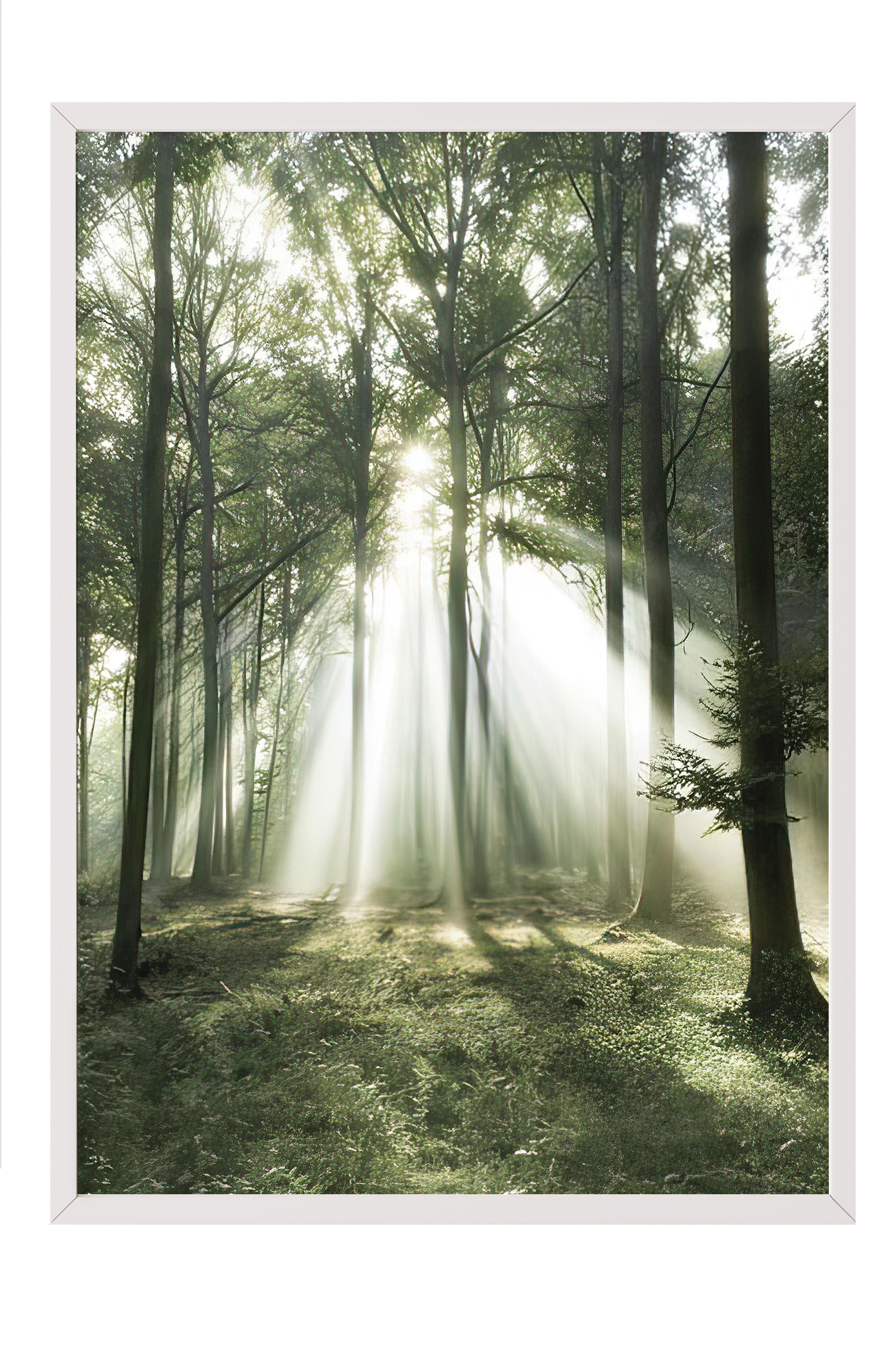 Morning Forest Çerçeveli Tablo, Beyaz Çerçeve ve Poster, Duvar Tablosu Comfort Serisi NO:108399