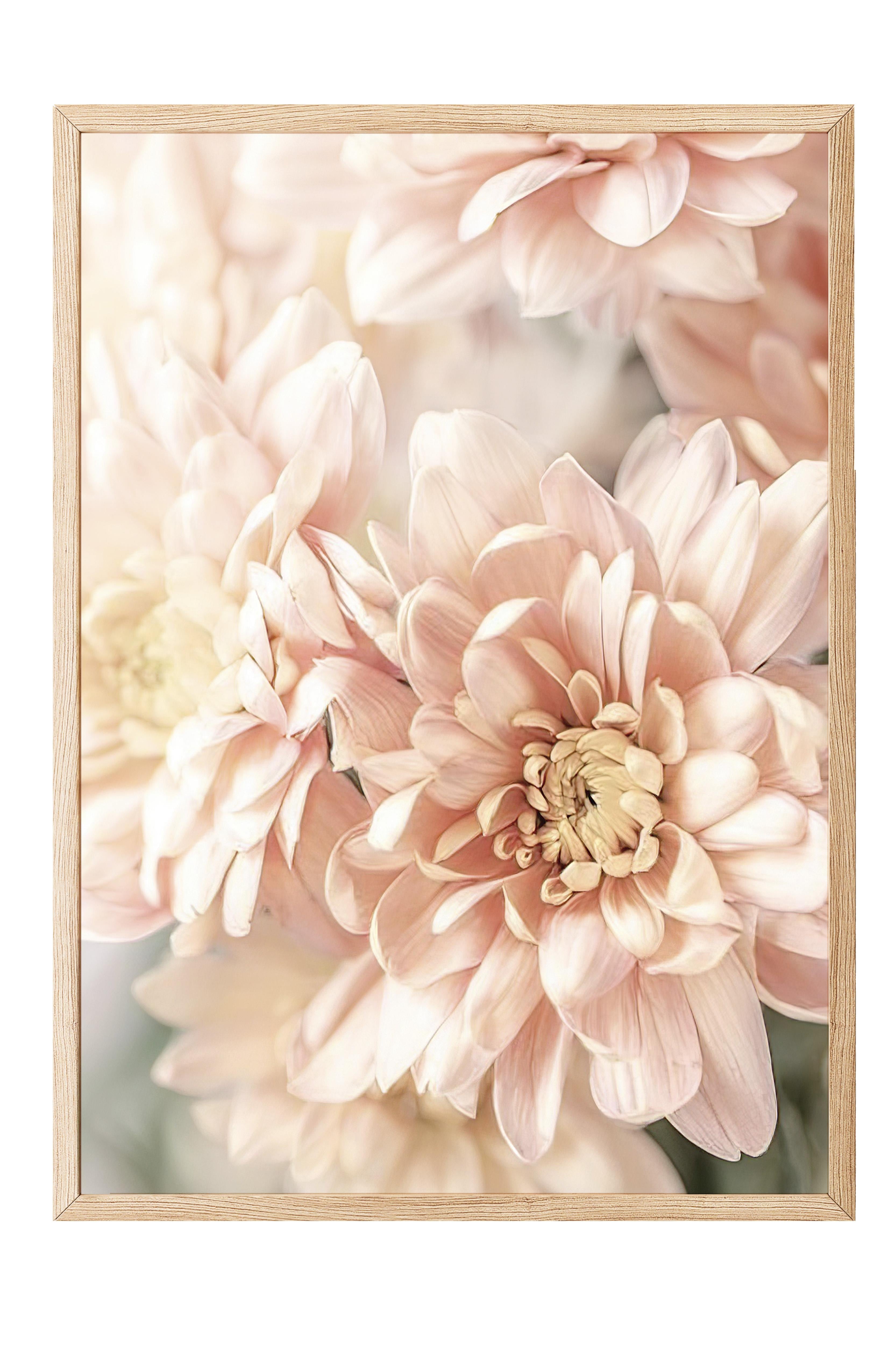 Pastel Dahlias Çerçeveli Tablo, Ahşap Çerçeve ve Poster, Duvar Tablosu Comfort Serisi NO:108388