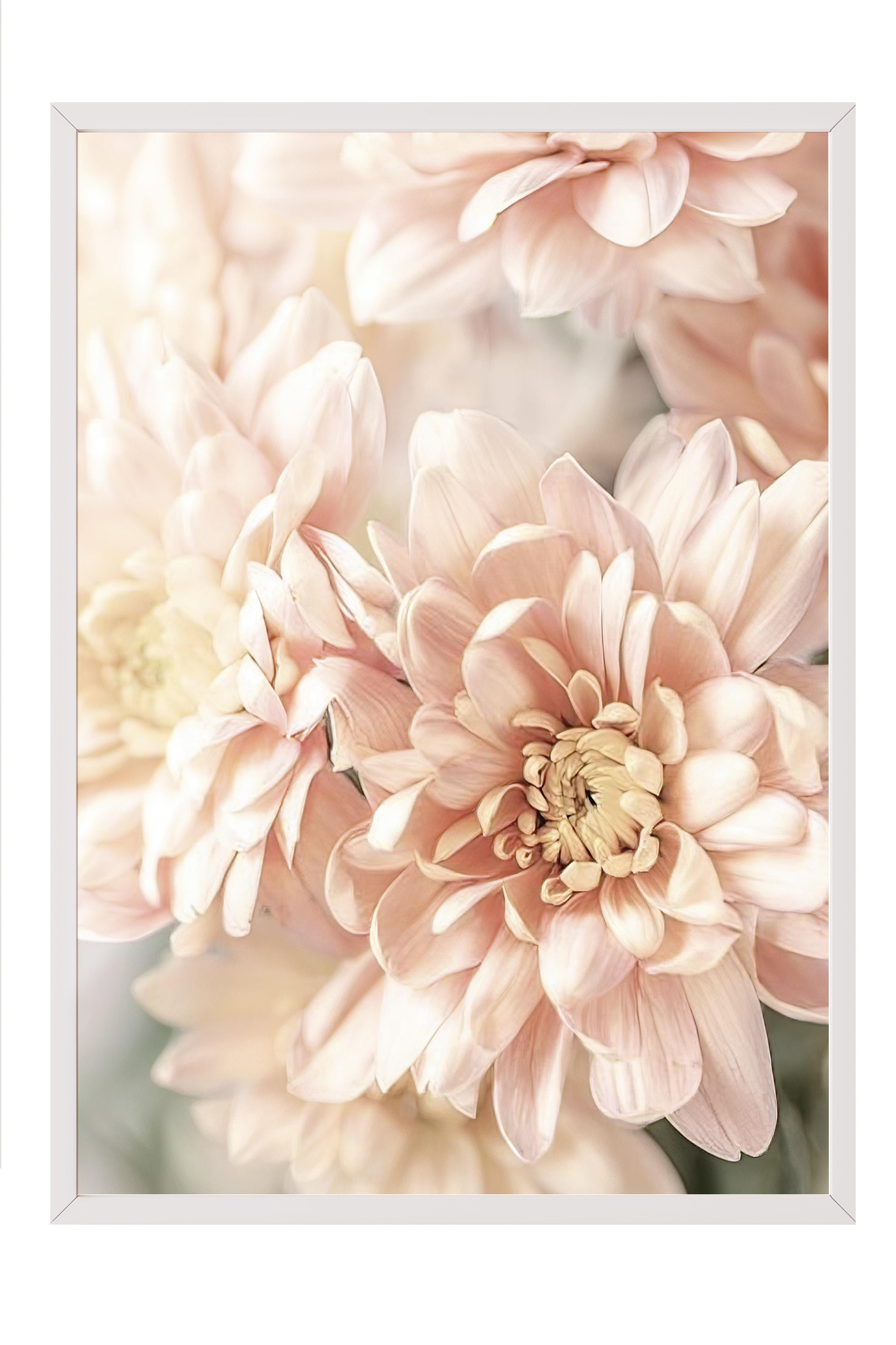 Pastel Dahlias Çerçeveli Tablo, Beyaz Çerçeve ve Poster, Duvar Tablosu Comfort Serisi NO:108388