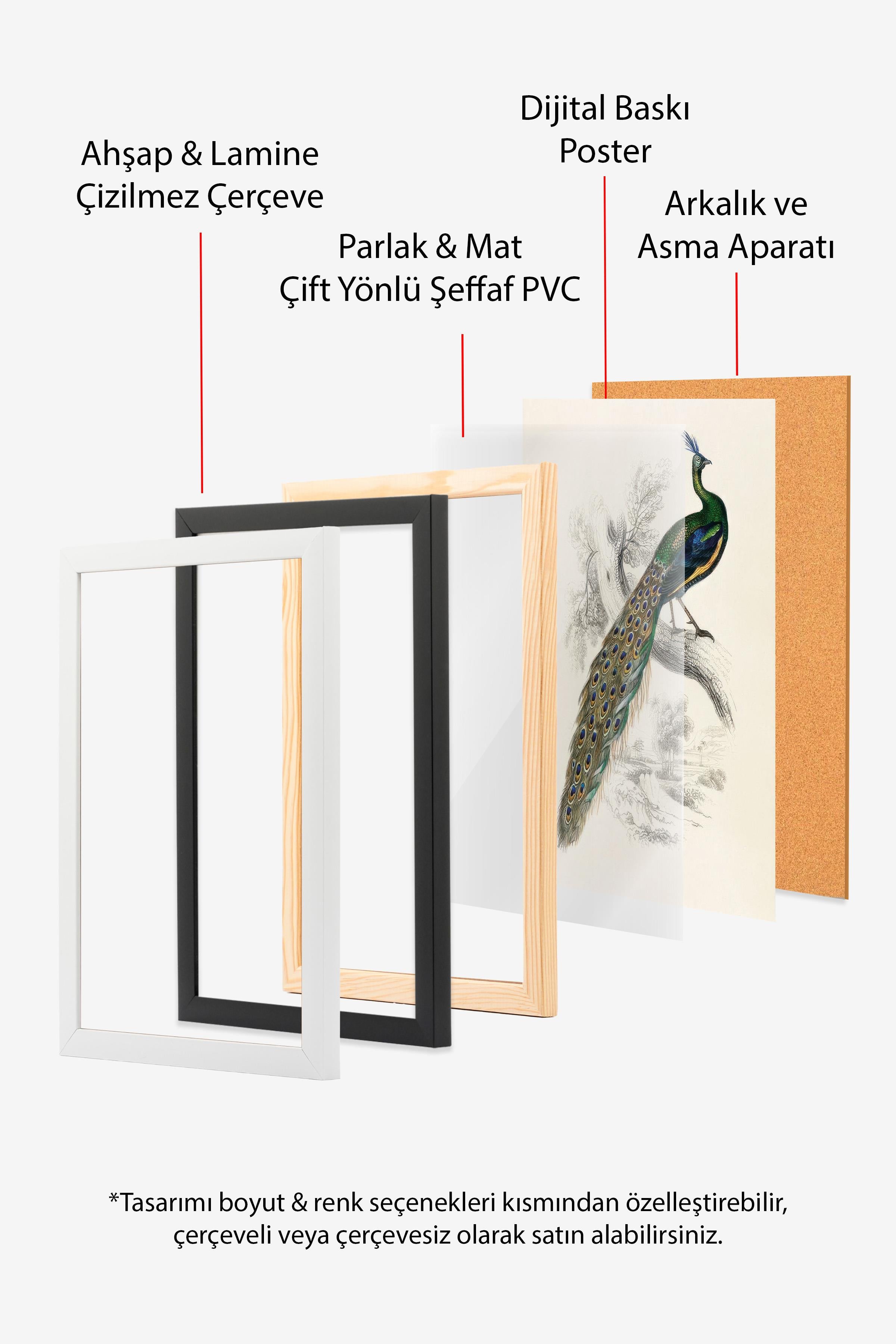 Peafowl Portrait Çerçeveli Tablo, Beyaz Çerçeve ve Poster, Duvar Tablosu Comfort Serisi NO:108500