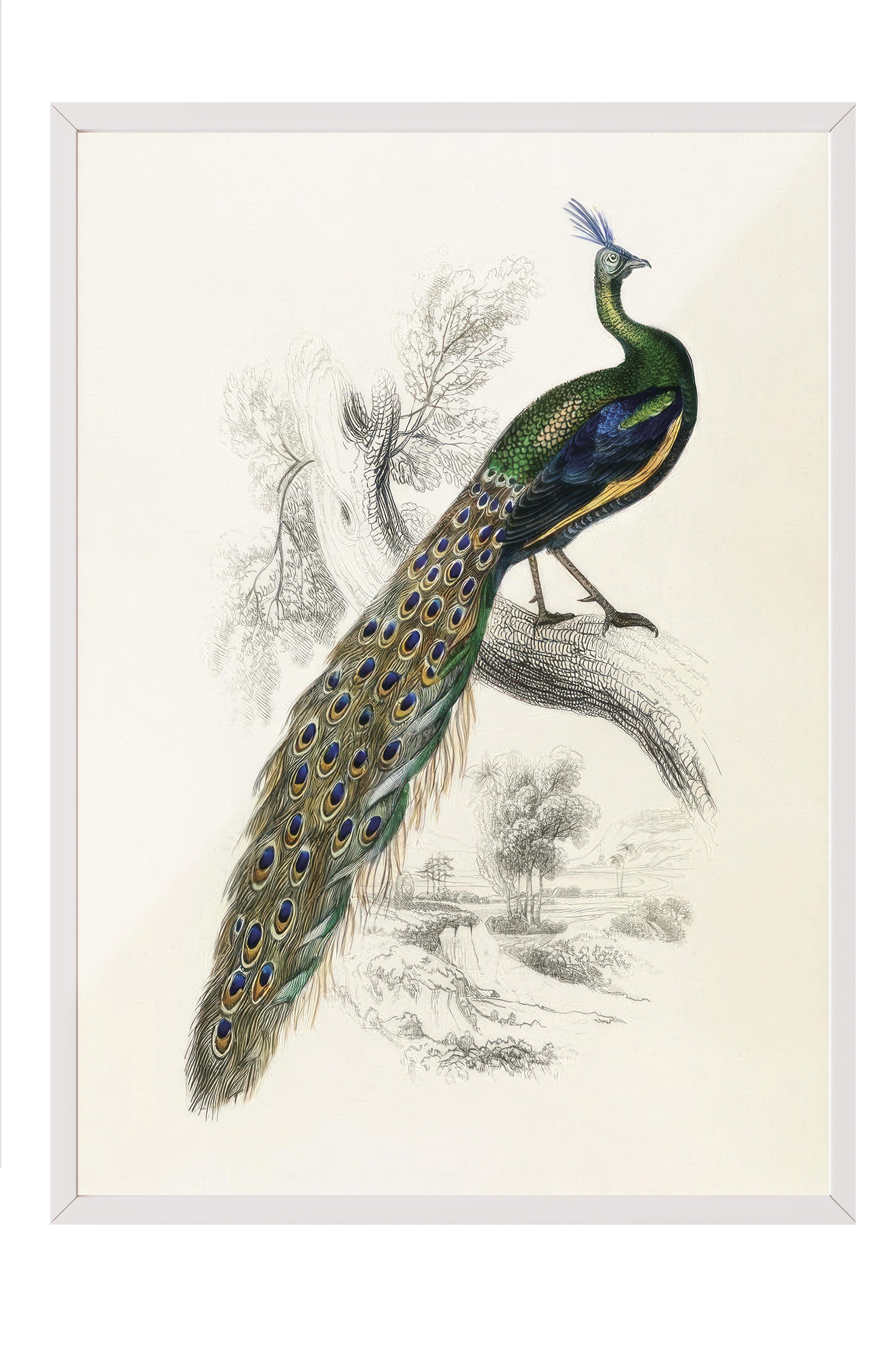 Peafowl Portrait Çerçeveli Tablo, Beyaz Çerçeve ve Poster, Duvar Tablosu Comfort Serisi NO:108500