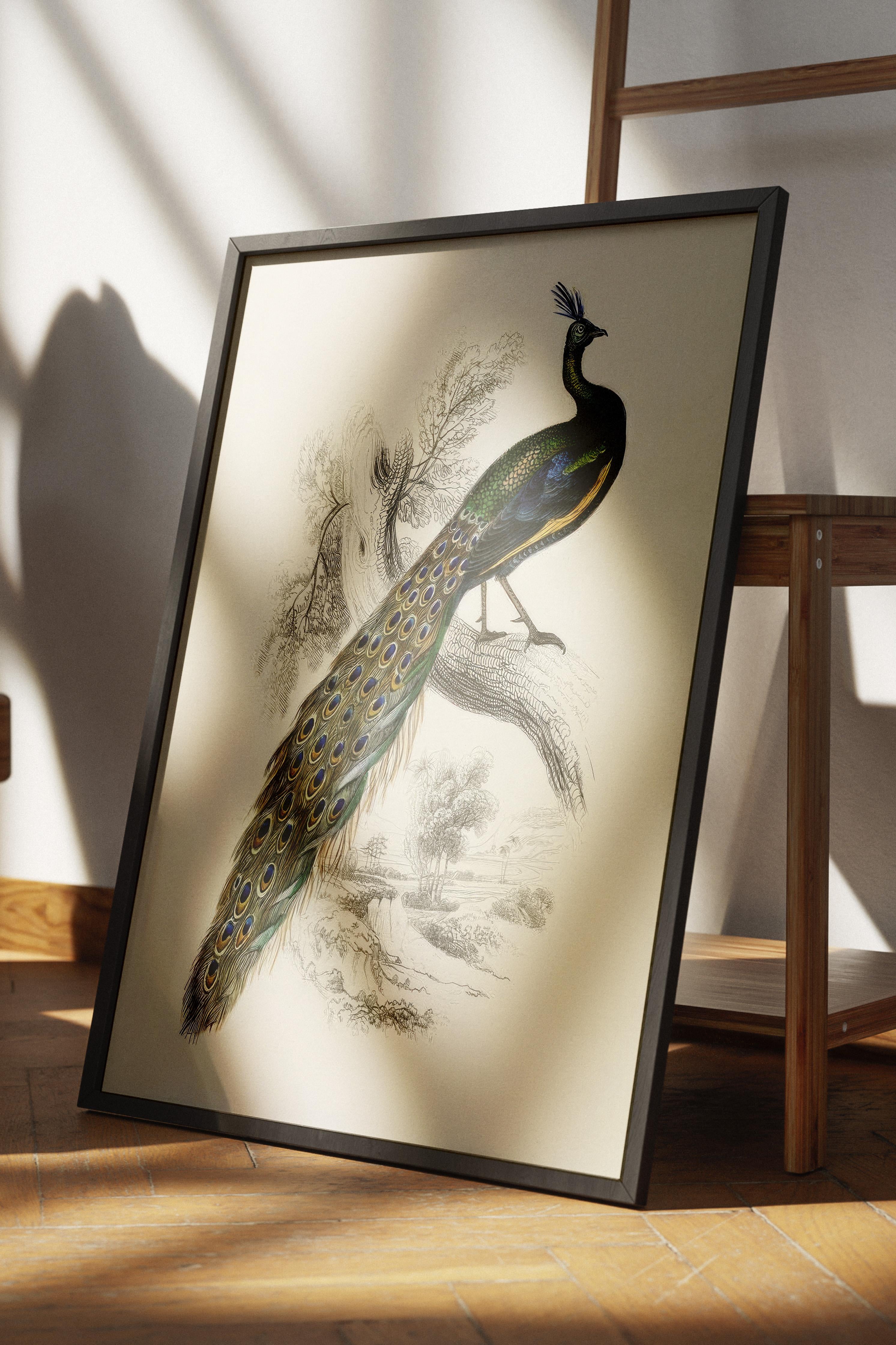 Peafowl Portrait Çerçeveli Tablo, Siyah Çerçeve ve Poster, Duvar Tablosu Comfort Serisi NO:108500