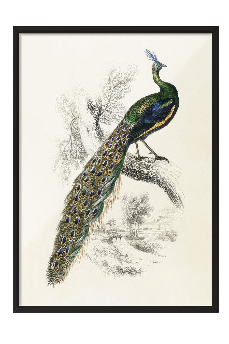 Peafowl Portrait Çerçeveli Tablo, Siyah Çerçeve ve Poster, Duvar Tablosu Comfort Serisi NO:108500