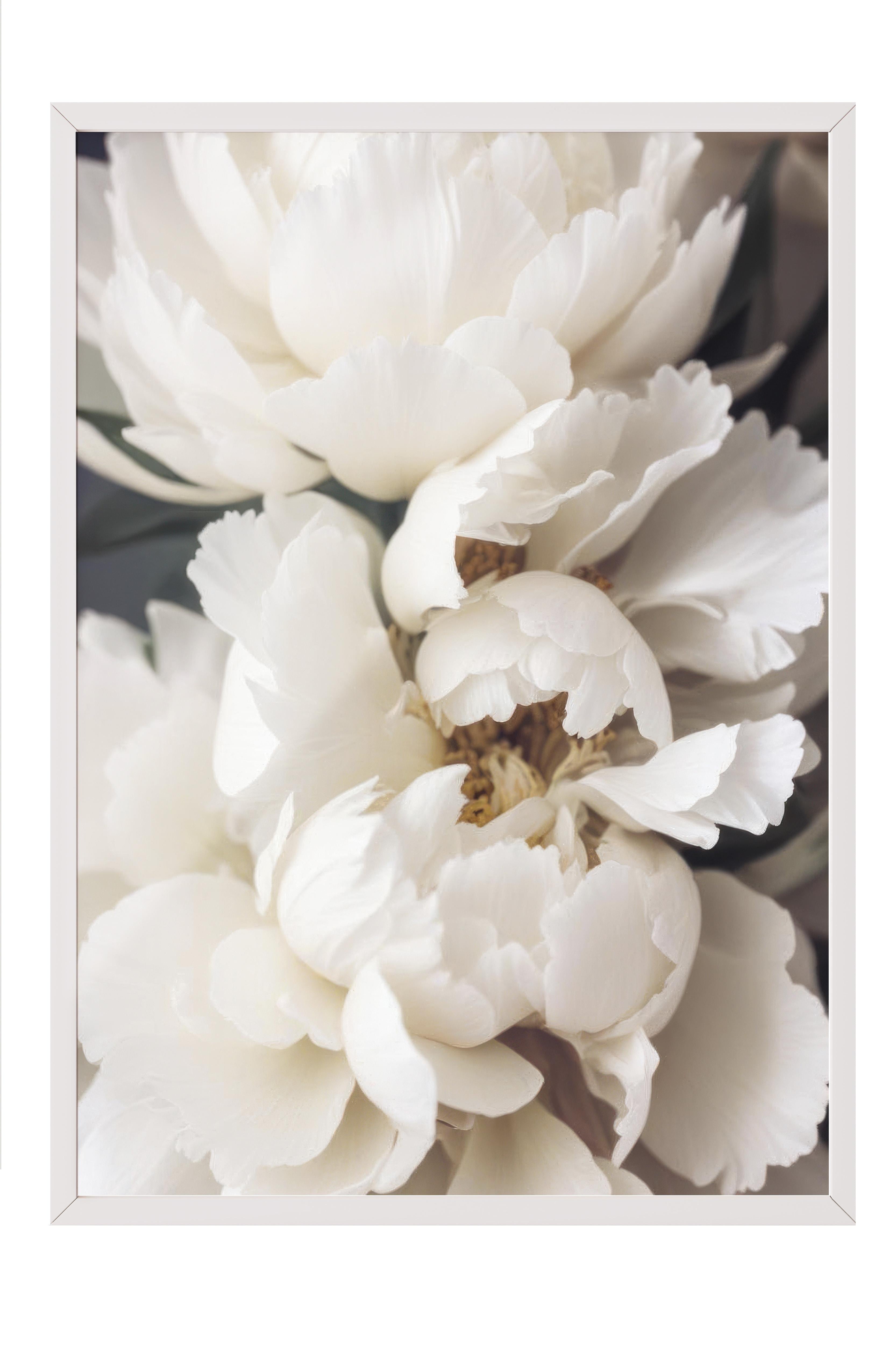 Peonies in Bloom Çerçeveli Tablo, Beyaz Çerçeve ve Poster, Duvar Tablosu Comfort Serisi NO:108428