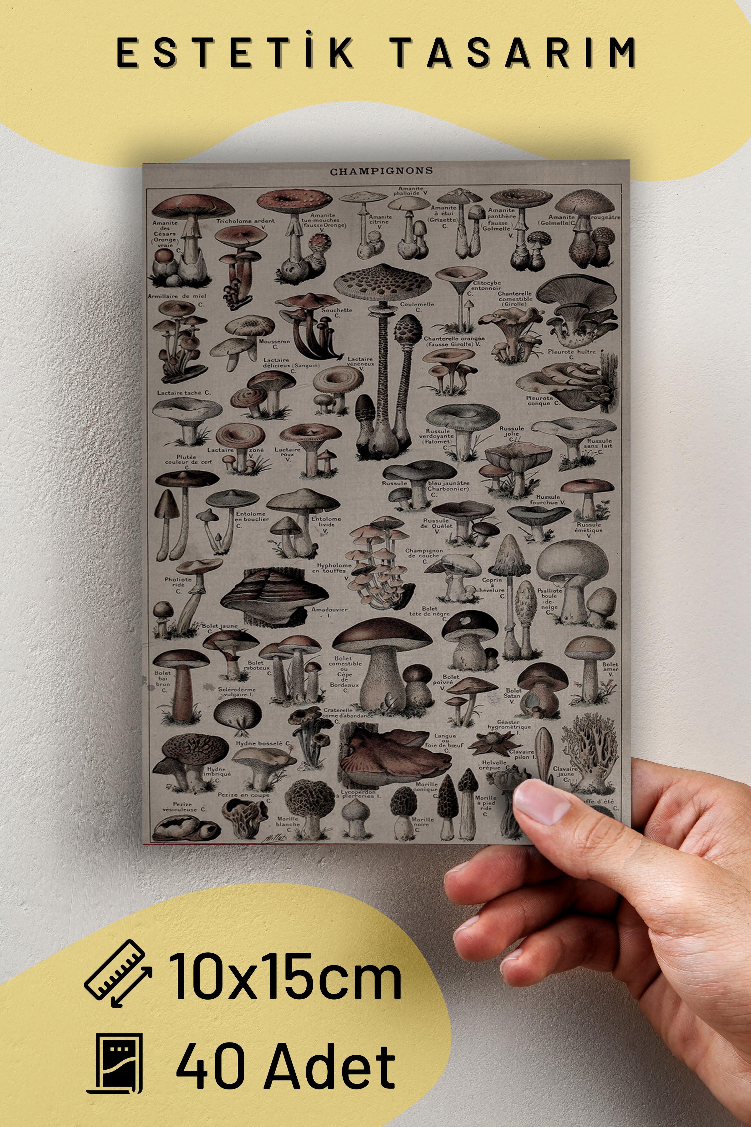 Poster Seti - Vintage Kolaj Poster Seti - 40 Adet Vintage Poster - Yapışkan Hediyeli - Kutulu