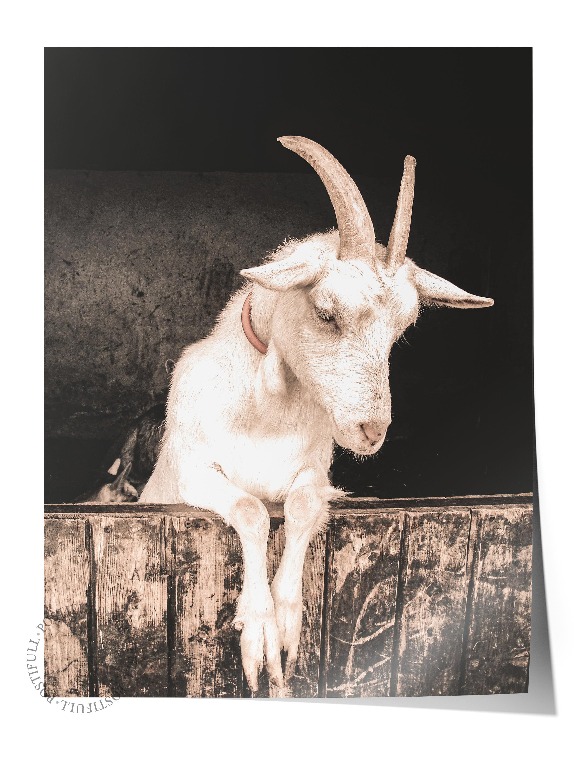 Rustic Çerçevesiz Poster, İskandinav Beyaz Poster, NO:301 Keçi Fotoğraf, Dikey
