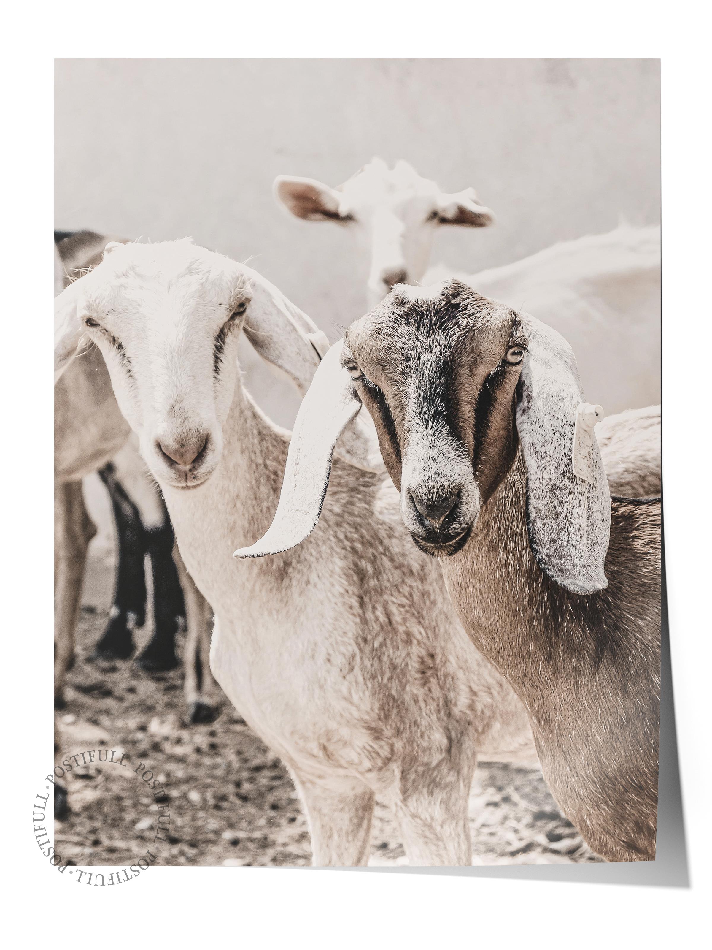Rustic Çerçevesiz Poster, İskandinav Beyaz Poster, NO:305 İnekler Fotoğraf, Dikey