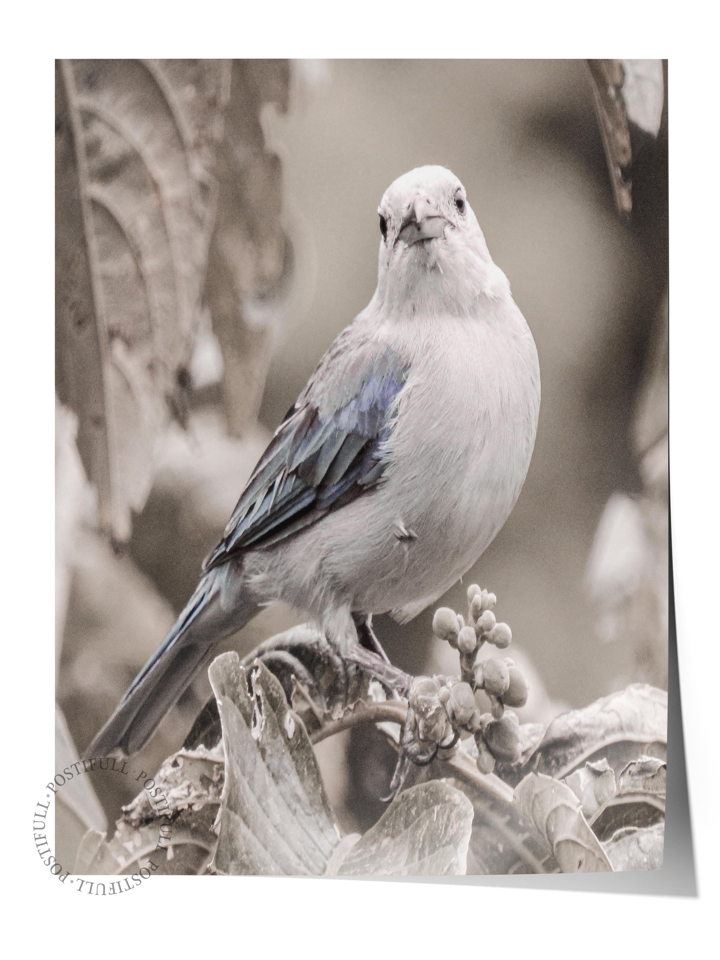 Rustic Çerçevesiz Poster, İskandinav Beyaz Poster, NO:325 Kuş Fotoğraf, Dikey
