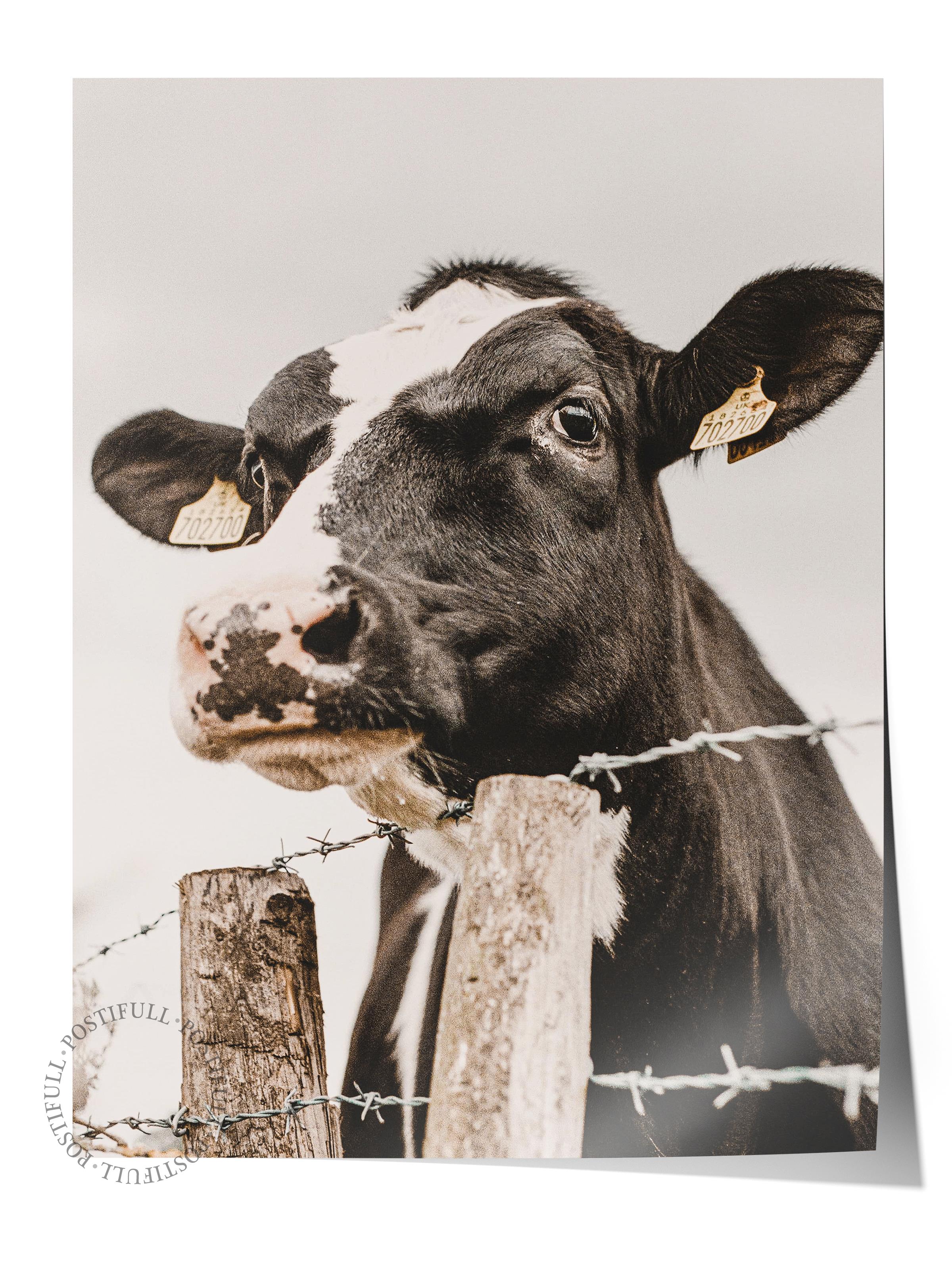 Rustic Çerçevesiz Poster, İskandinav Beyaz Poster, NO:328 İnek Fotoğraf, Dikey