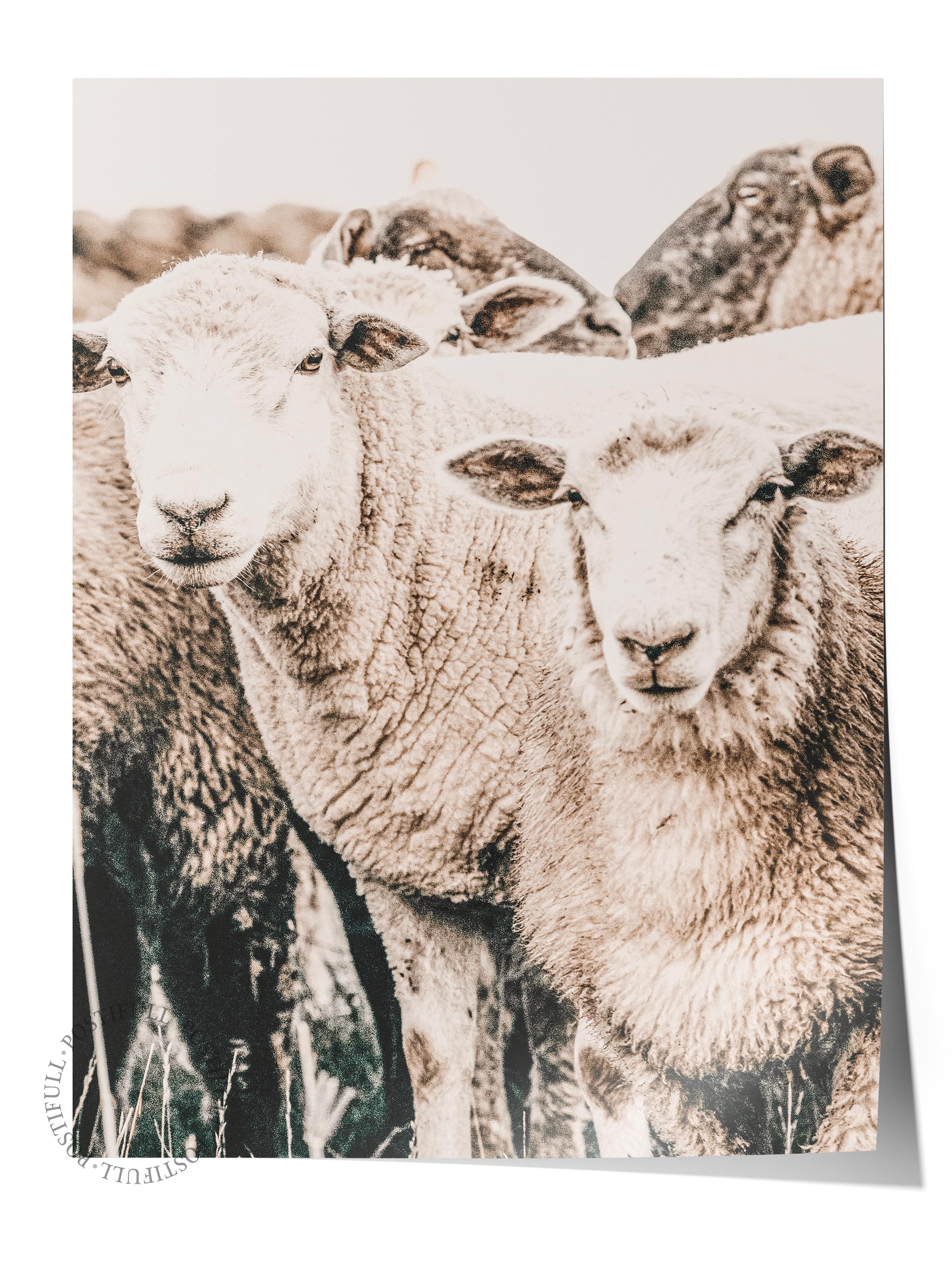 Rustic Çerçevesiz Poster, İskandinav Beyaz Poster, NO:329 Koyunlar Fotoğraf, Dikey