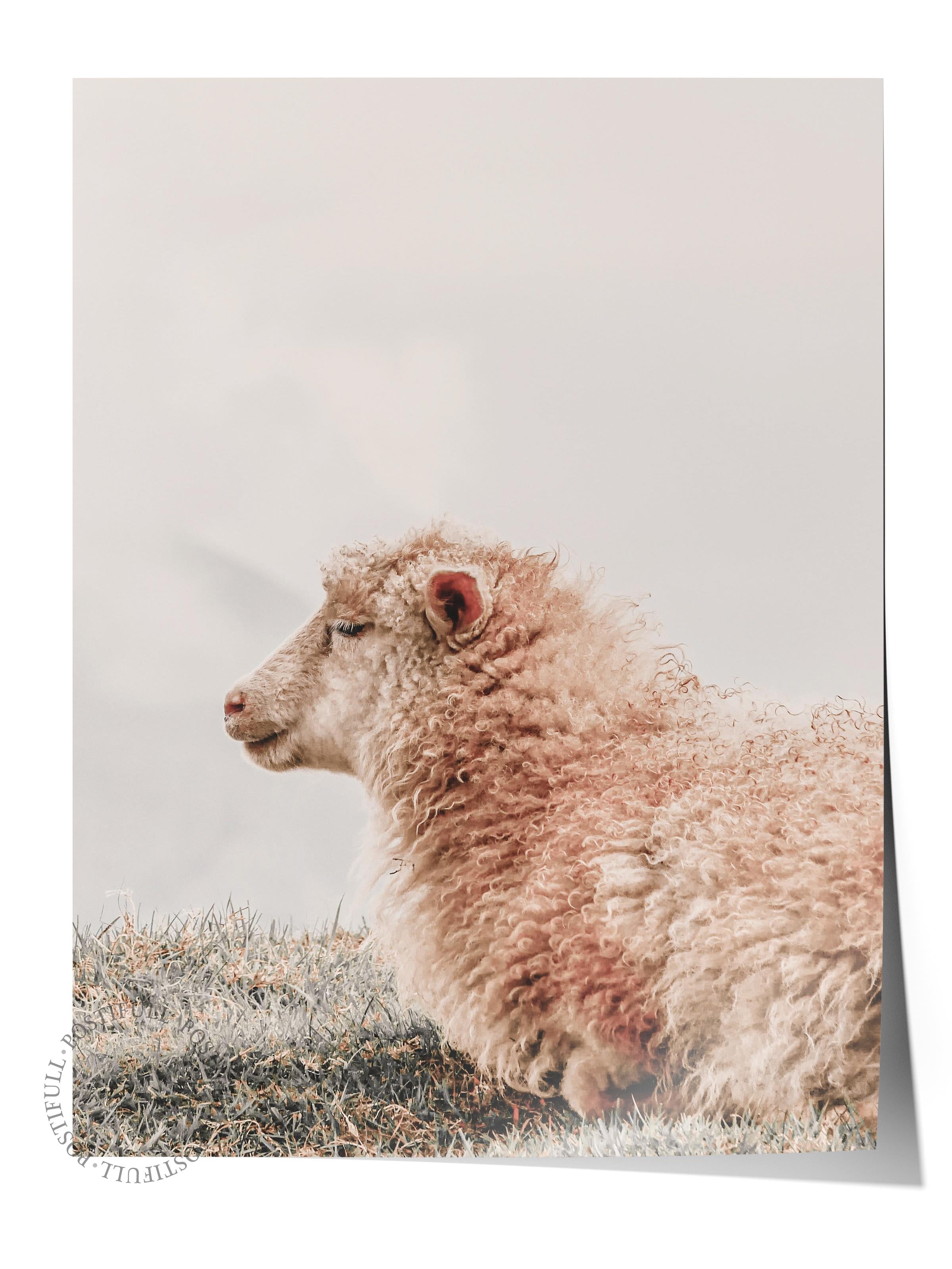 Rustic Çerçevesiz Poster, İskandinav Beyaz Poster, NO:343 Koyun Fotoğraf, Dikey