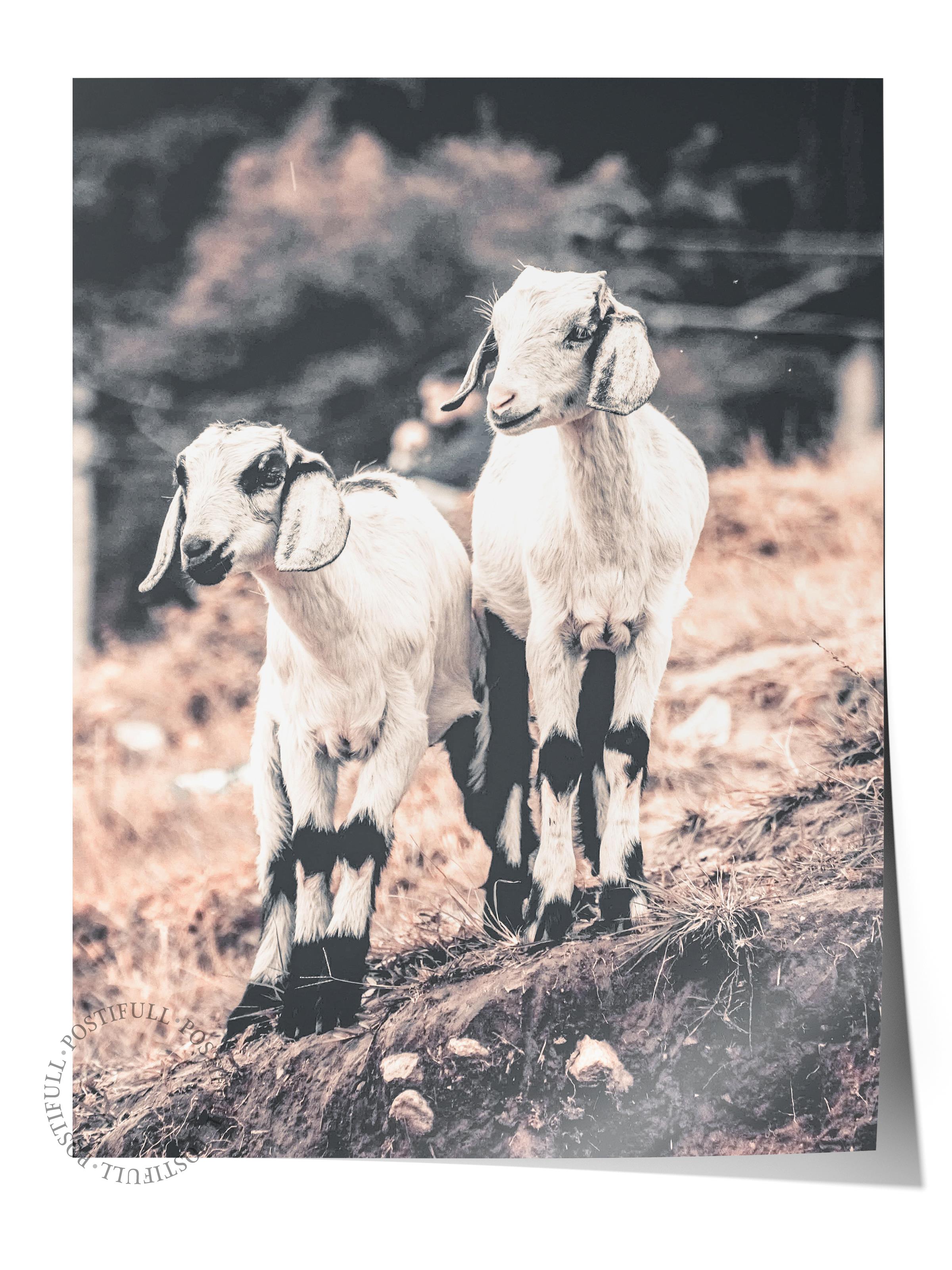 Rustic Çerçevesiz Poster, İskandinav Beyaz Poster, NO:352 İnekler Fotoğraf, Dikey