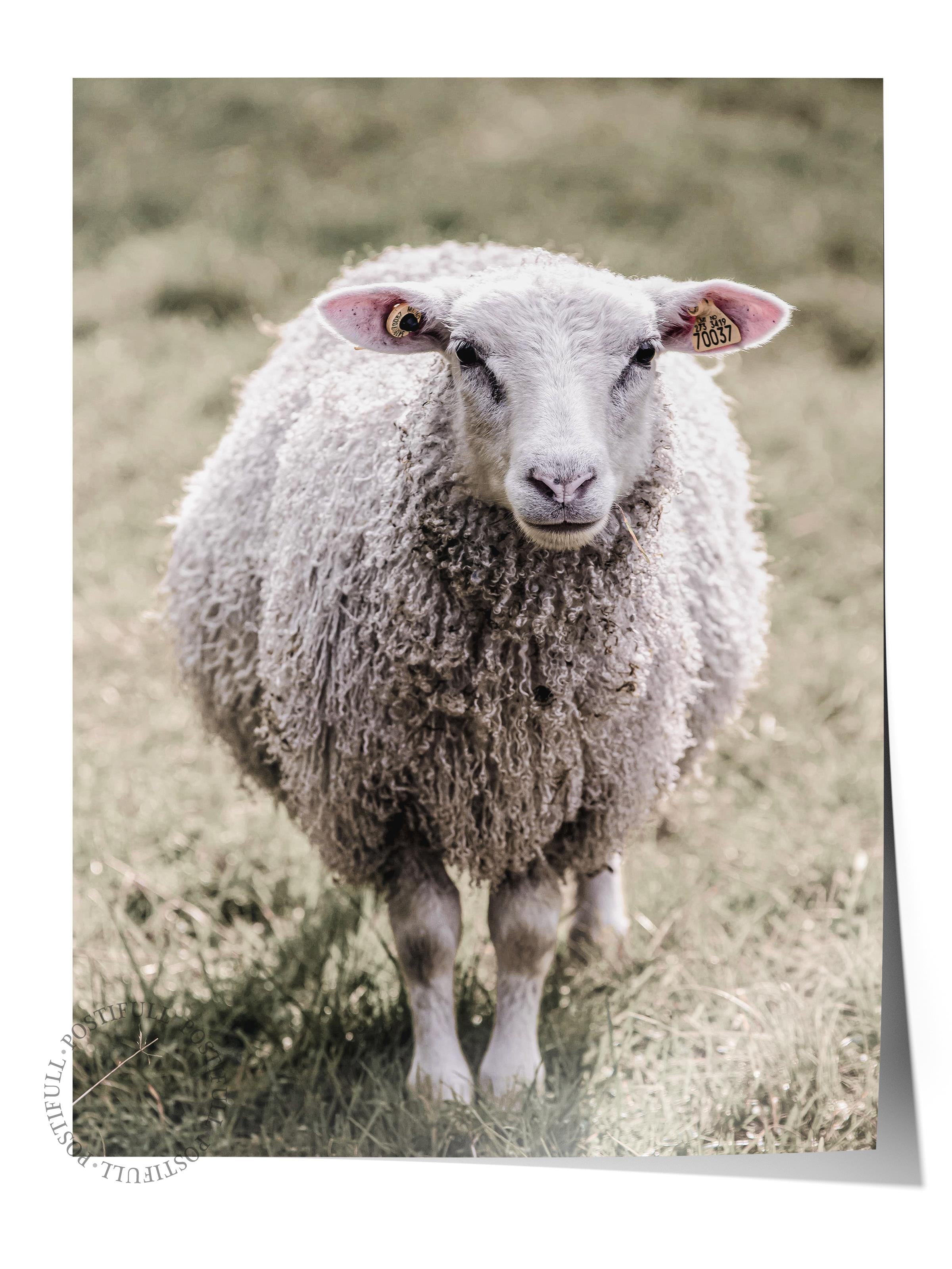 Rustic Çerçevesiz Poster, İskandinav Beyaz Poster, NO:357 Koyun Fotoğraf, Dikey