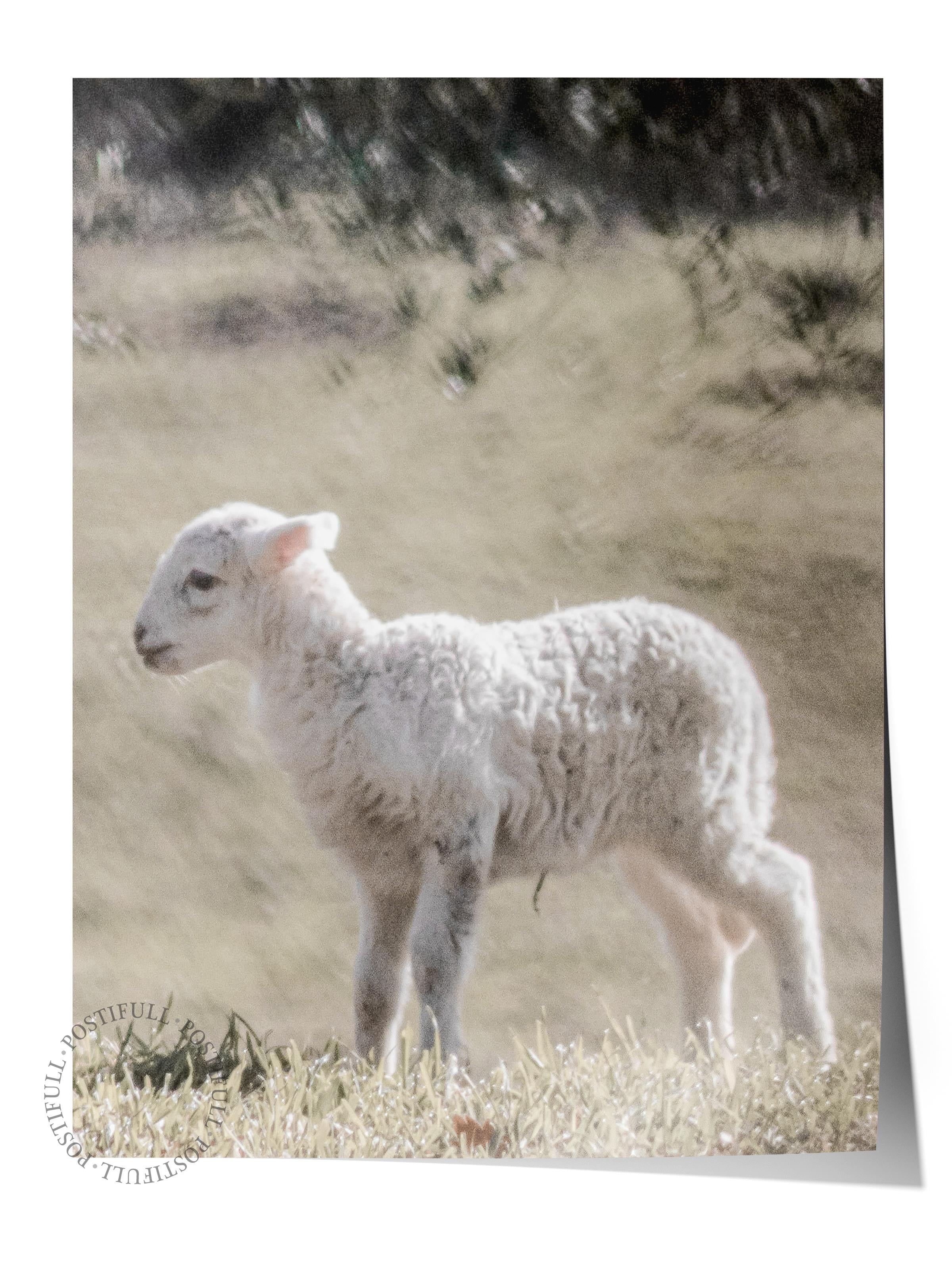 Rustic Çerçevesiz Poster, İskandinav Beyaz Poster, NO:366 Kuzu Fotoğraf, Dikey