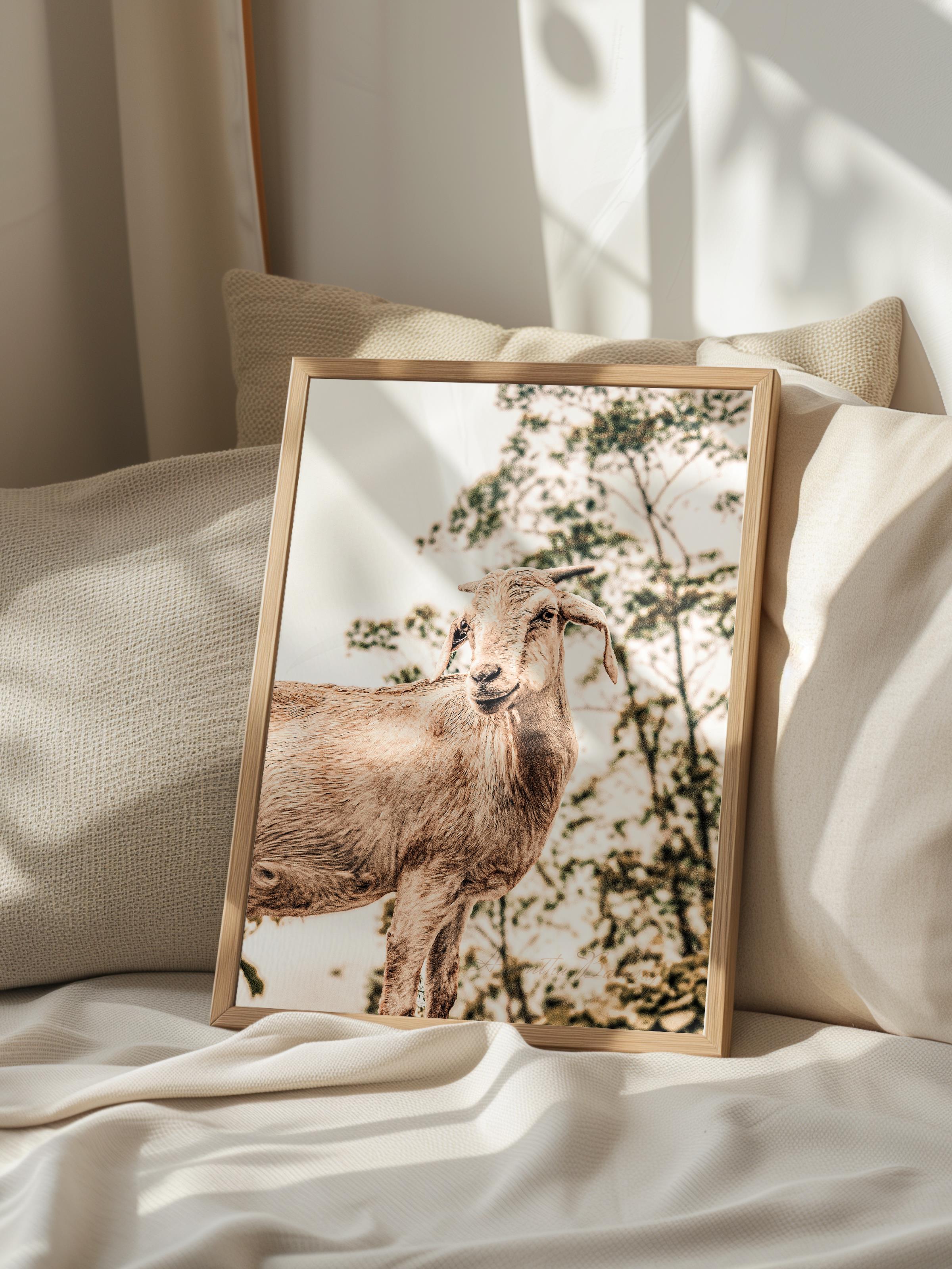 Rustic Çerçevesiz Poster, İskandinav Beyaz Poster, NO:372 Koyun Fotoğraf, Dikey