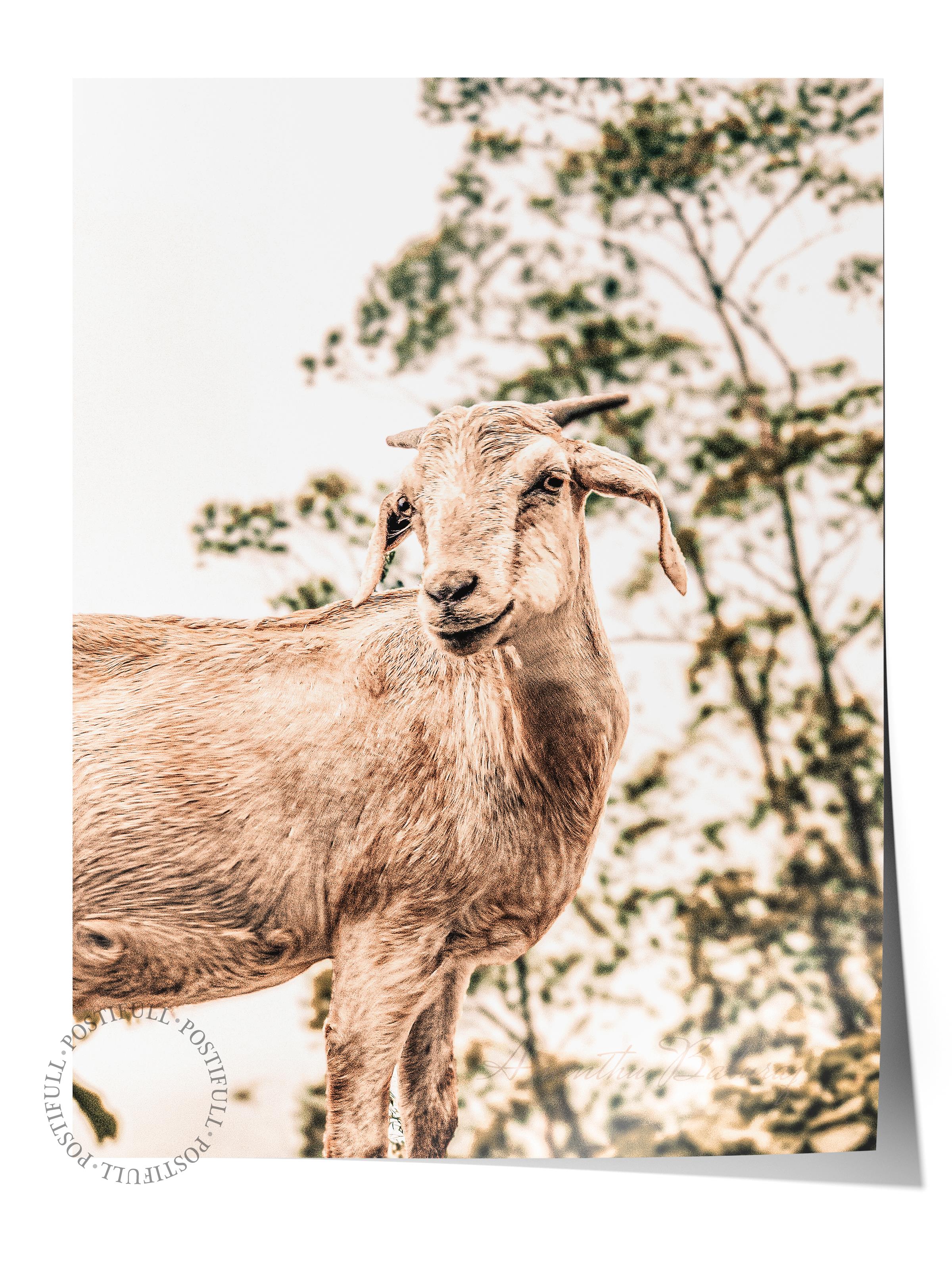 Rustic Çerçevesiz Poster, İskandinav Beyaz Poster, NO:372 Koyun Fotoğraf, Dikey
