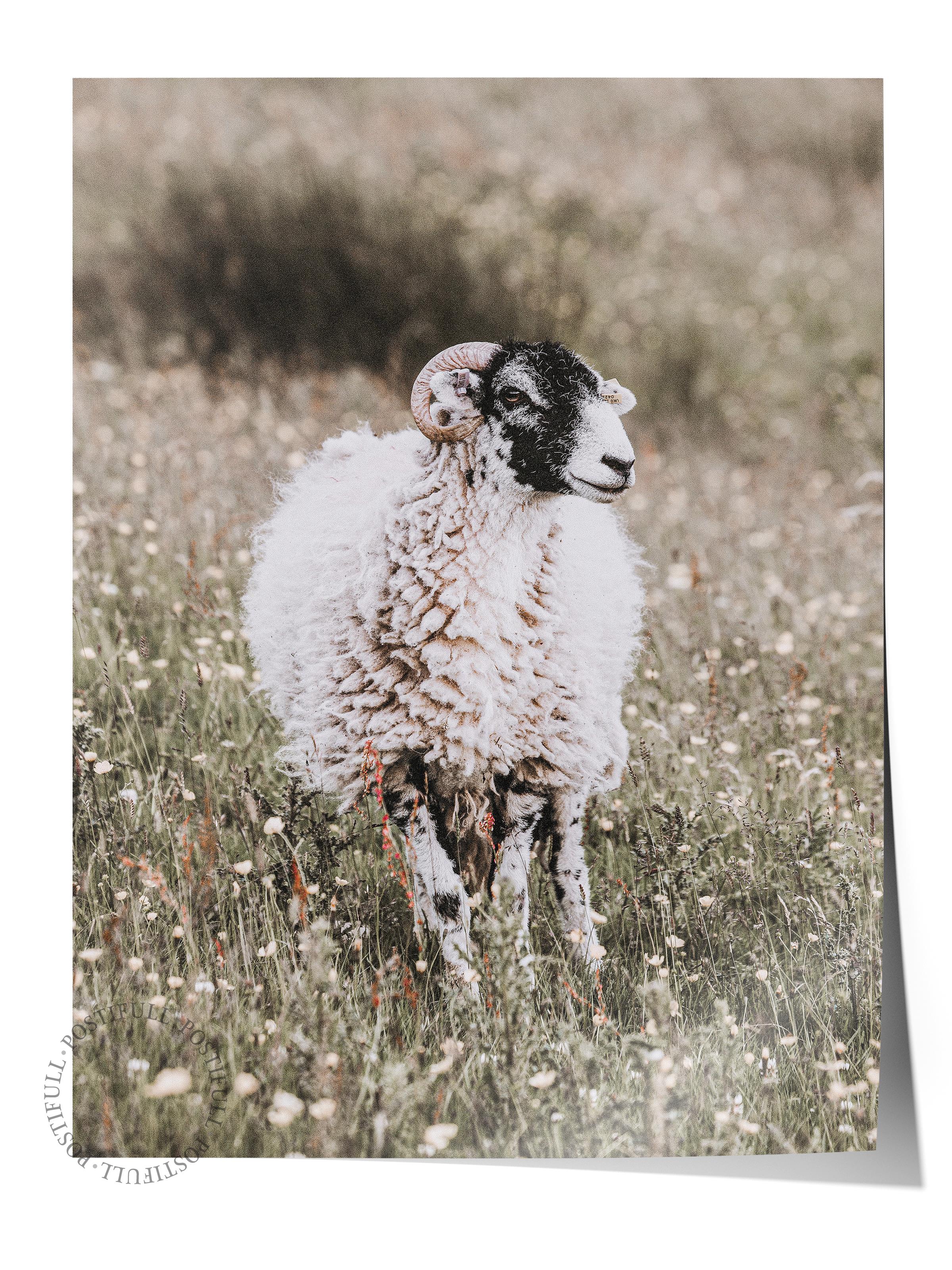 Rustic Çerçevesiz Poster, İskandinav Beyaz Poster, NO:374 Koyun Fotoğraf, Dikey