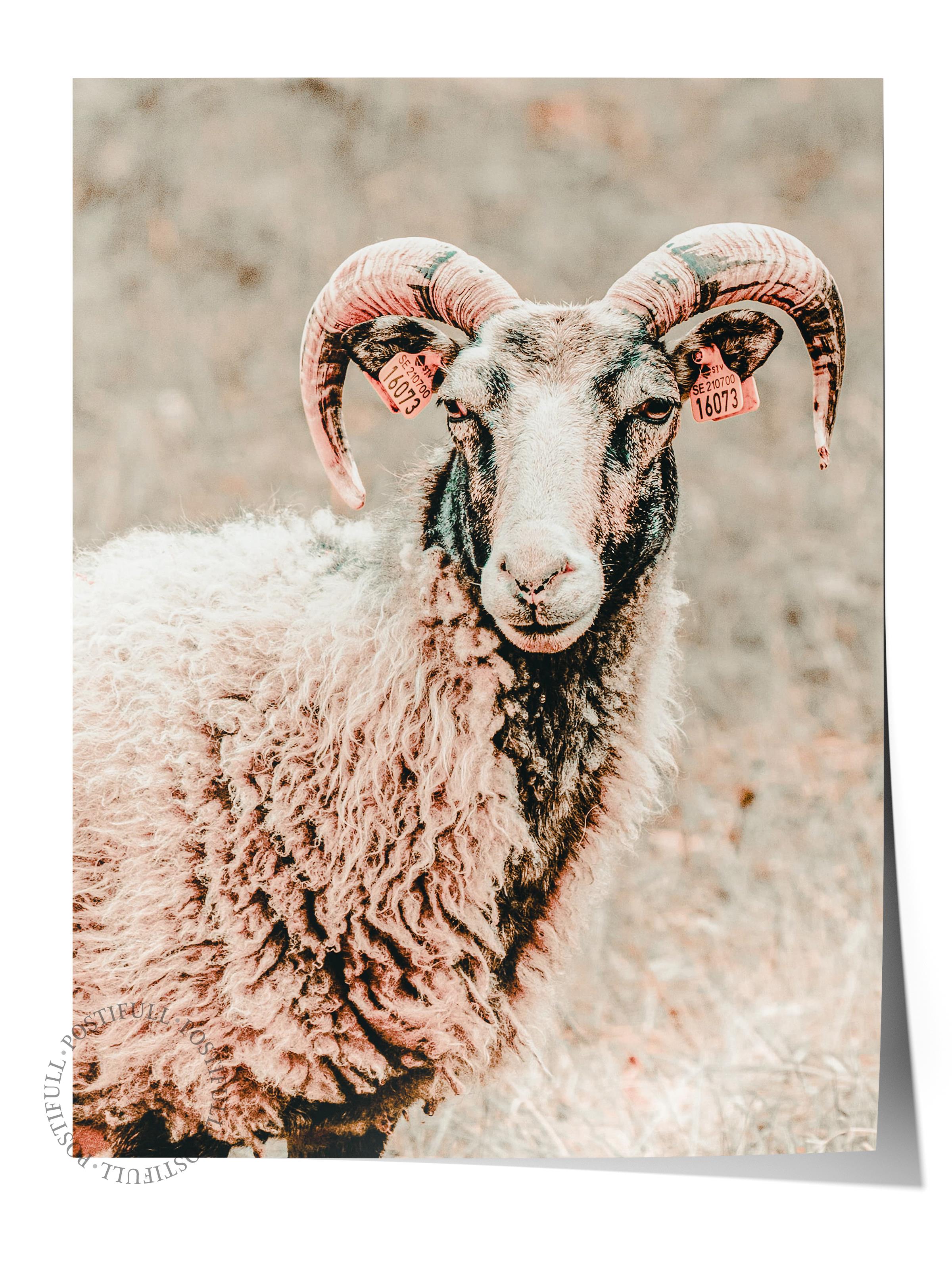 Rustic Çerçevesiz Poster, İskandinav Beyaz Poster, NO:385 Koyun Fotoğraf, Dikey
