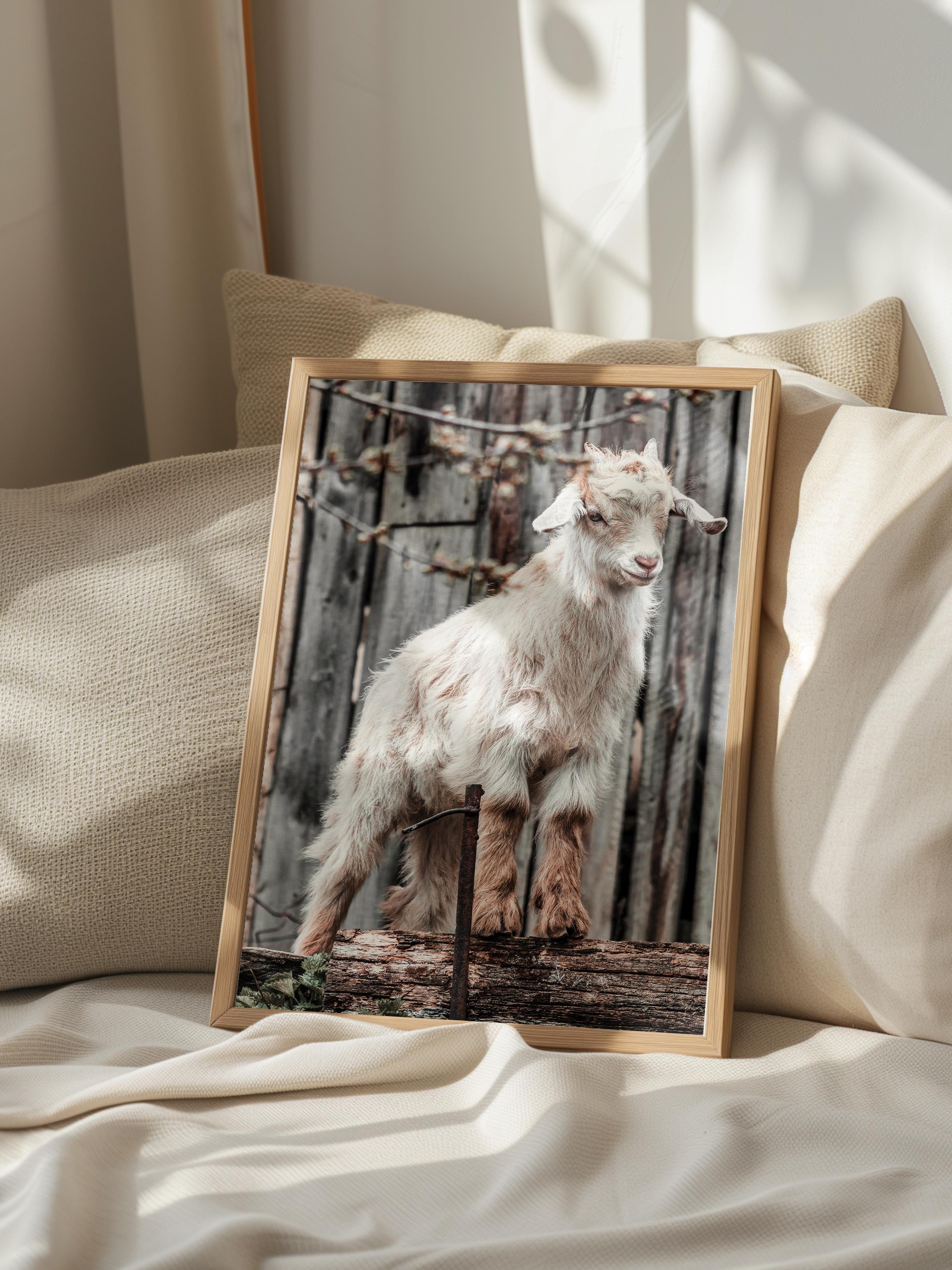 Rustic Çerçevesiz Poster, İskandinav Beyaz Poster, NO:388 Keçi Fotoğraf, Dikey