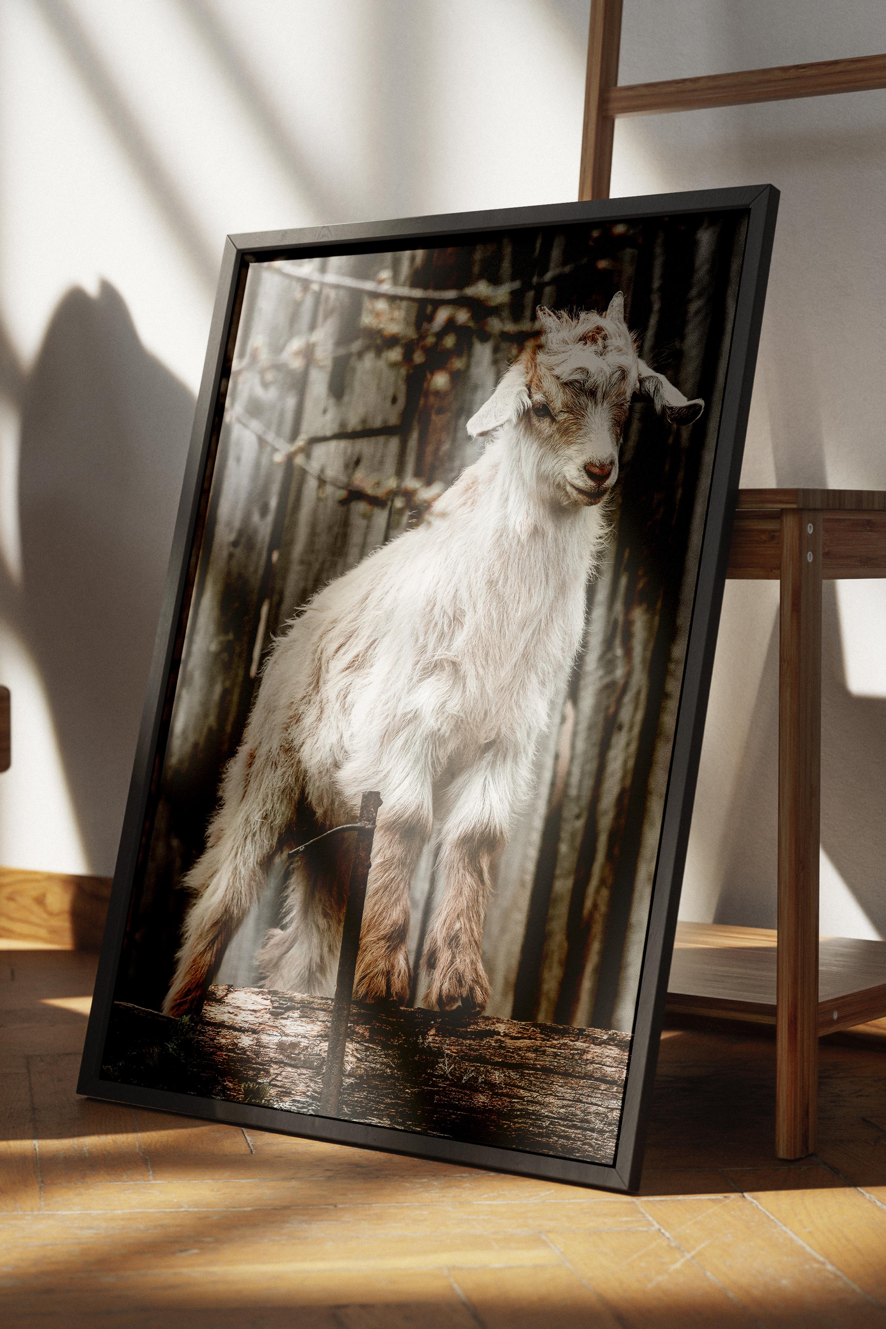 Rustic Çerçevesiz Poster, İskandinav Beyaz Poster, NO:388 Keçi Fotoğraf, Dikey