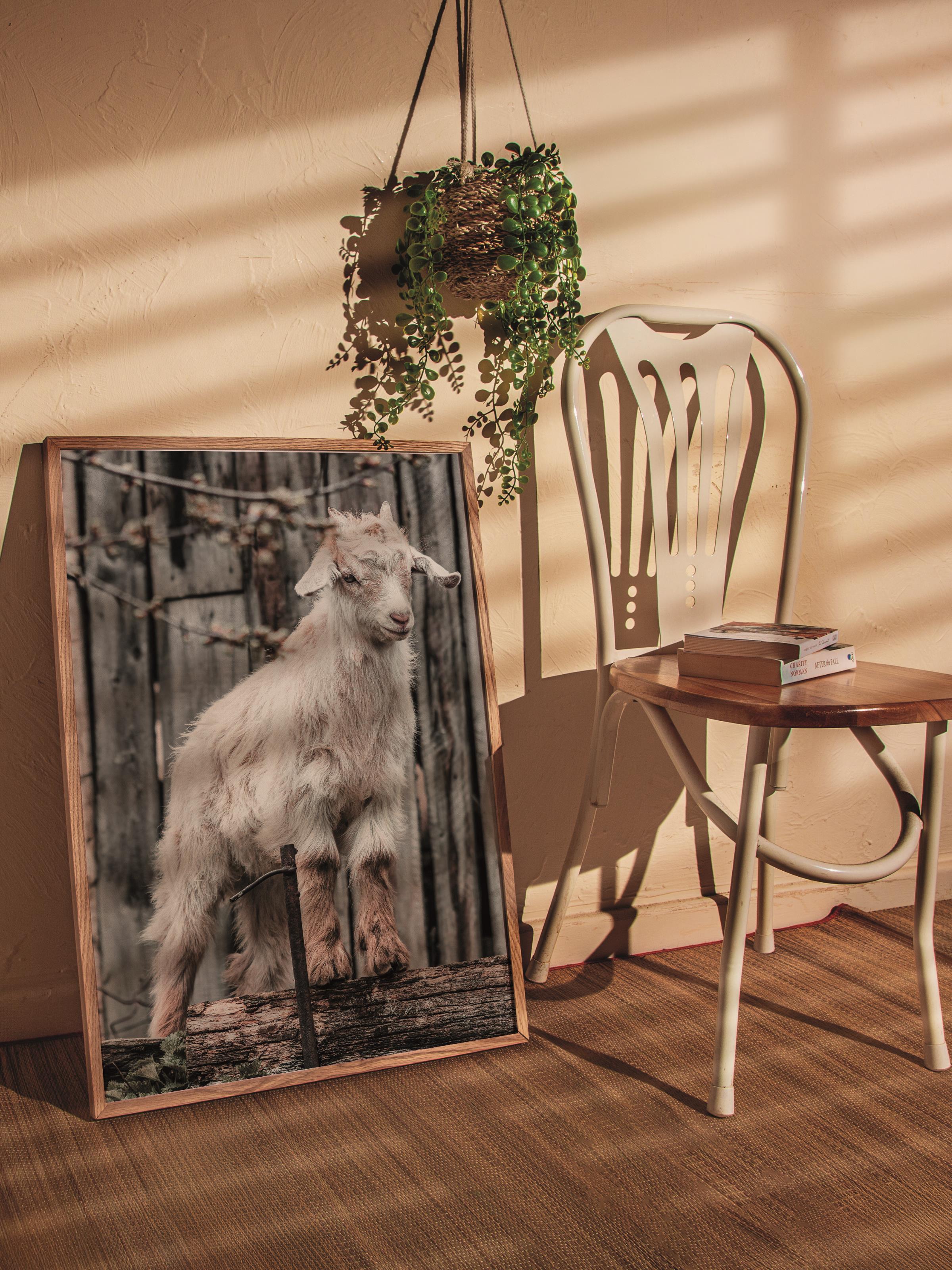 Rustic Çerçevesiz Poster, İskandinav Beyaz Poster, NO:388 Keçi Fotoğraf, Dikey
