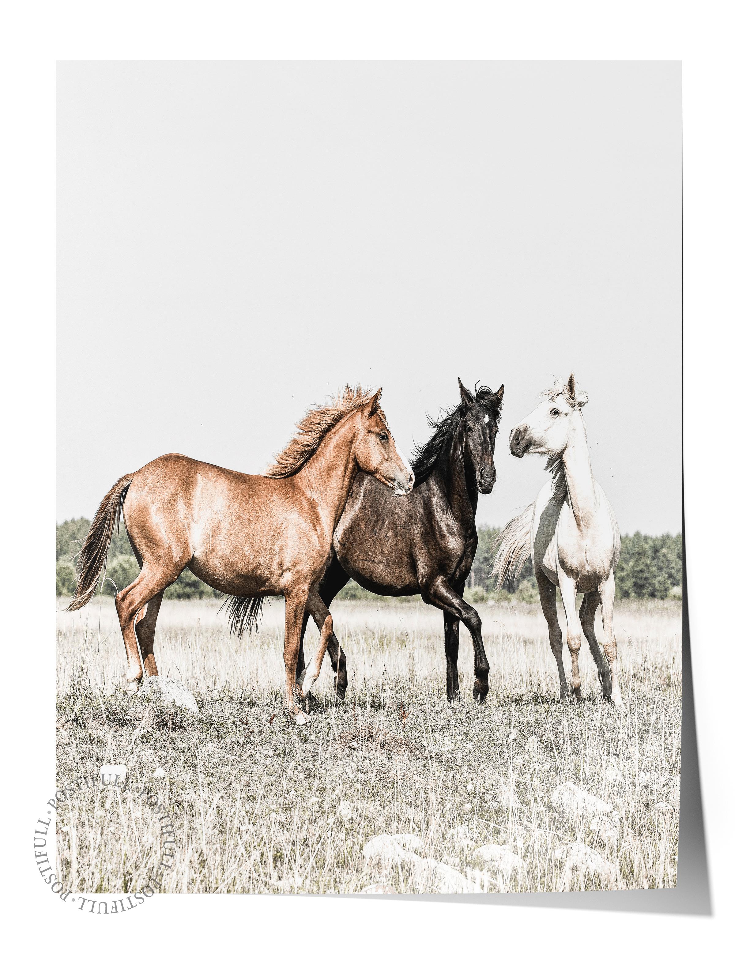Rustic Çerçevesiz Poster, İskandinav Beyaz Poster, NO:392 Atlar Fotoğraf